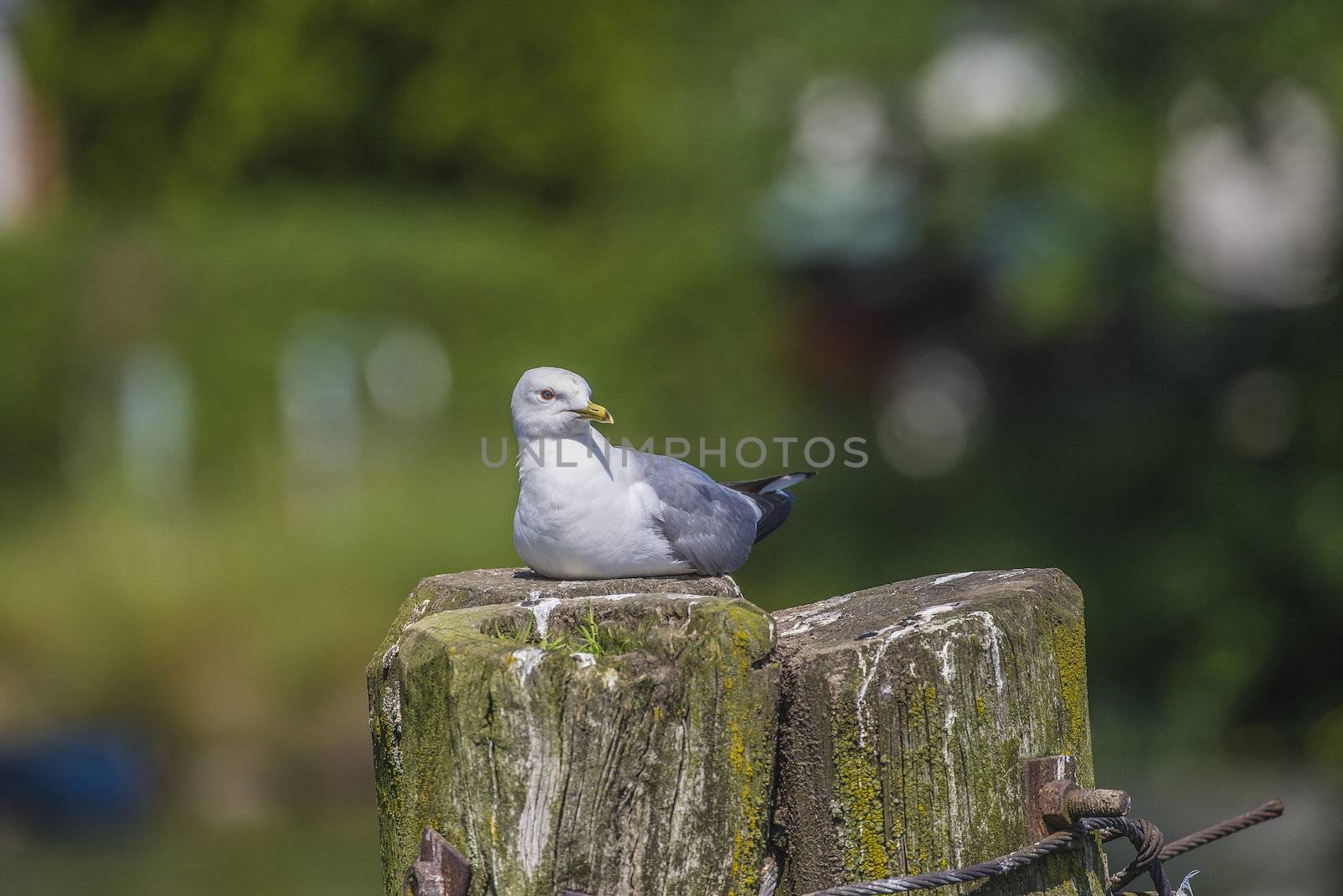 Five sea (in Norwegian Femsj��en) is a lake located in the municipality of Halden, Norway. My son and I were on a photo safari, hoping to get pictures of Osprey that breed in a tree on a small island in Five sea