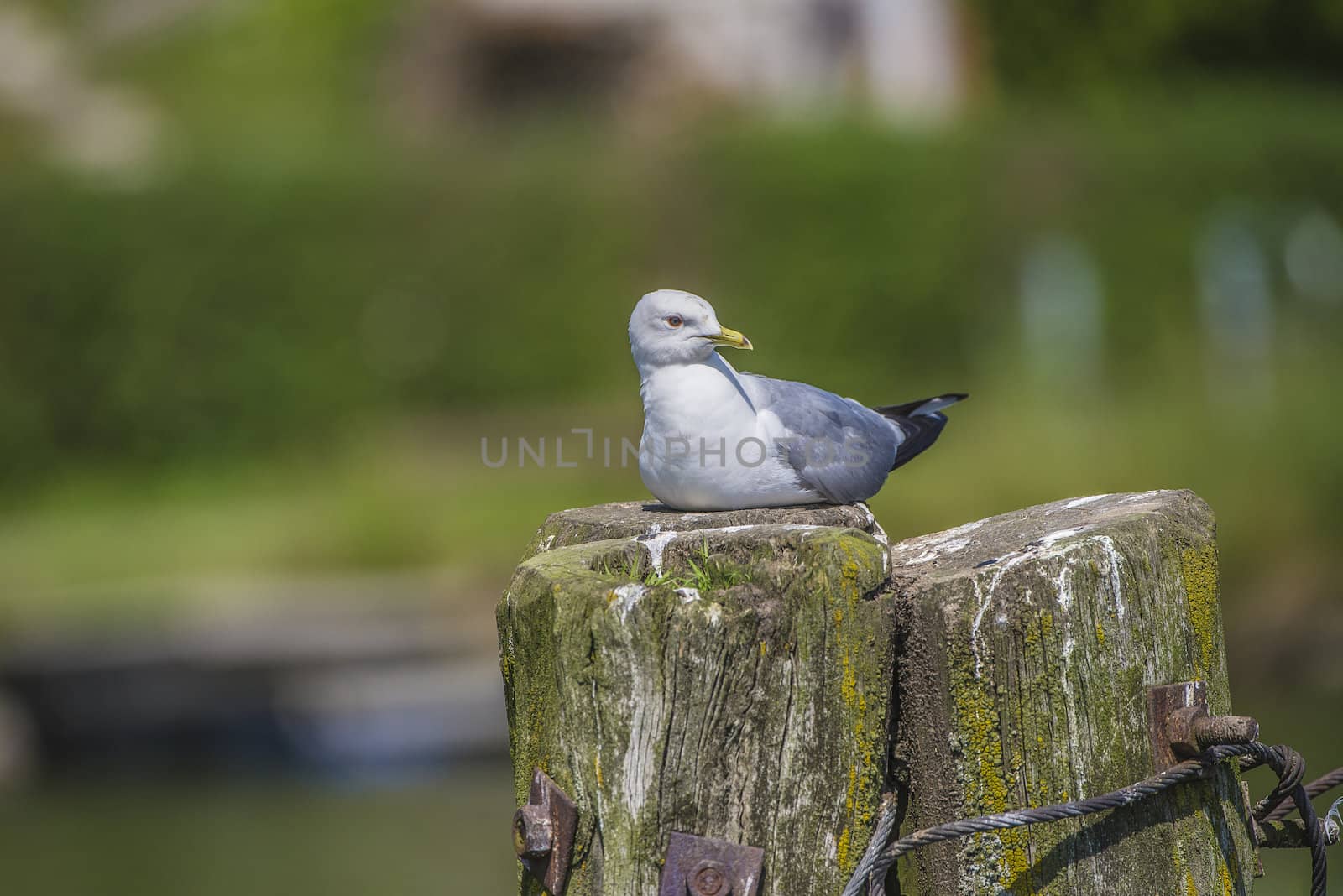 a beautiful day in a boat at five sea, herring gulls on a pole by steirus