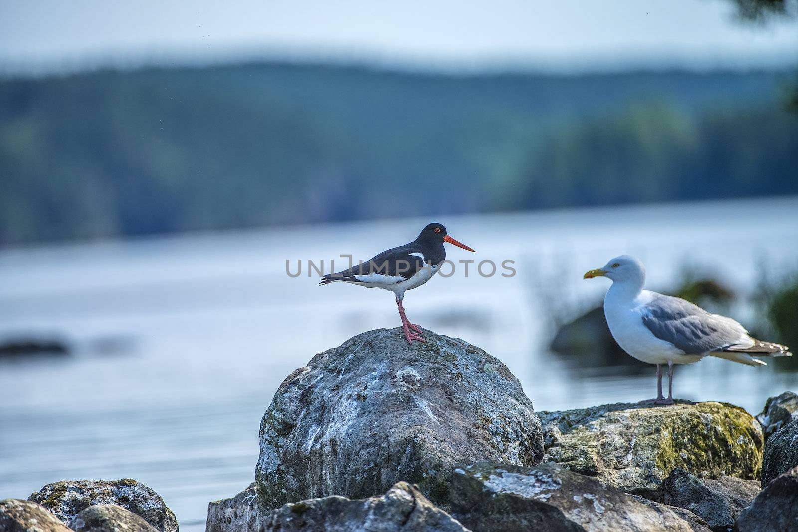 Five sea (in Norwegian Femsj��en) is a lake located in the municipality of Halden, Norway. My son and I were on a photo safari, hoping to get pictures of Osprey that breed in a tree on a small island in Five sea