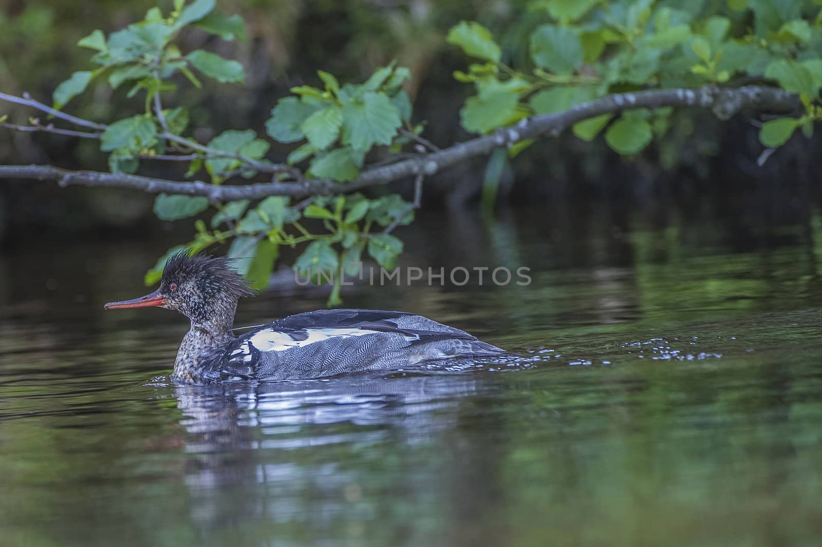 Five sea (in Norwegian Femsj��en) is a lake located in the municipality of Halden, Norway. My son and I were on a photo safari, hoping to get pictures of Osprey that breed in a tree on a small island in Five sea