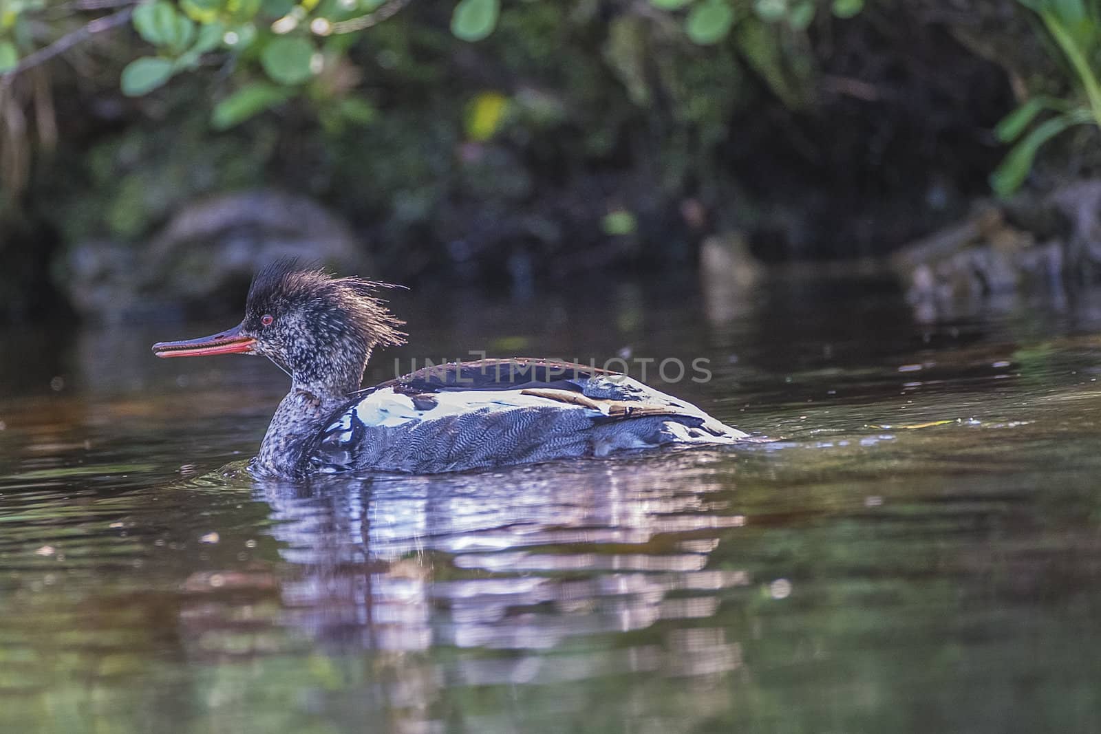 a beautiful day in a boat at five sea, red-breasted merganser, m by steirus