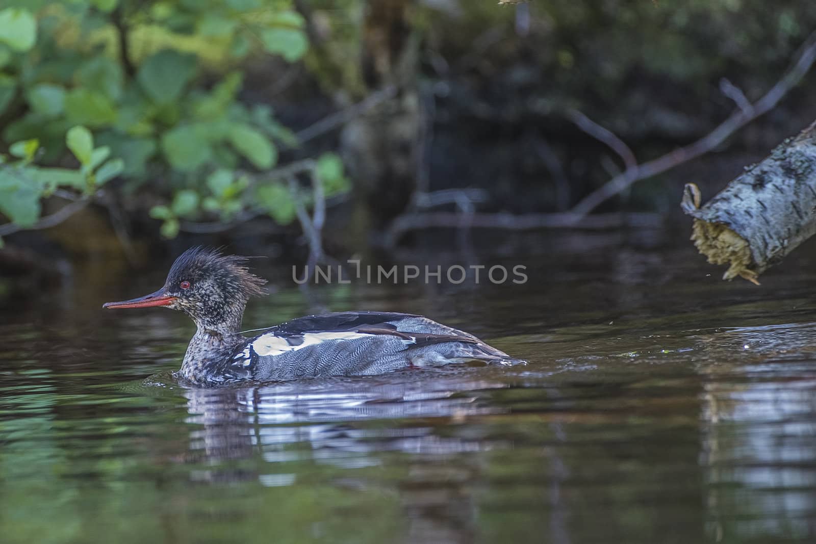 a beautiful day in a boat at five sea, red-breasted merganser, m by steirus