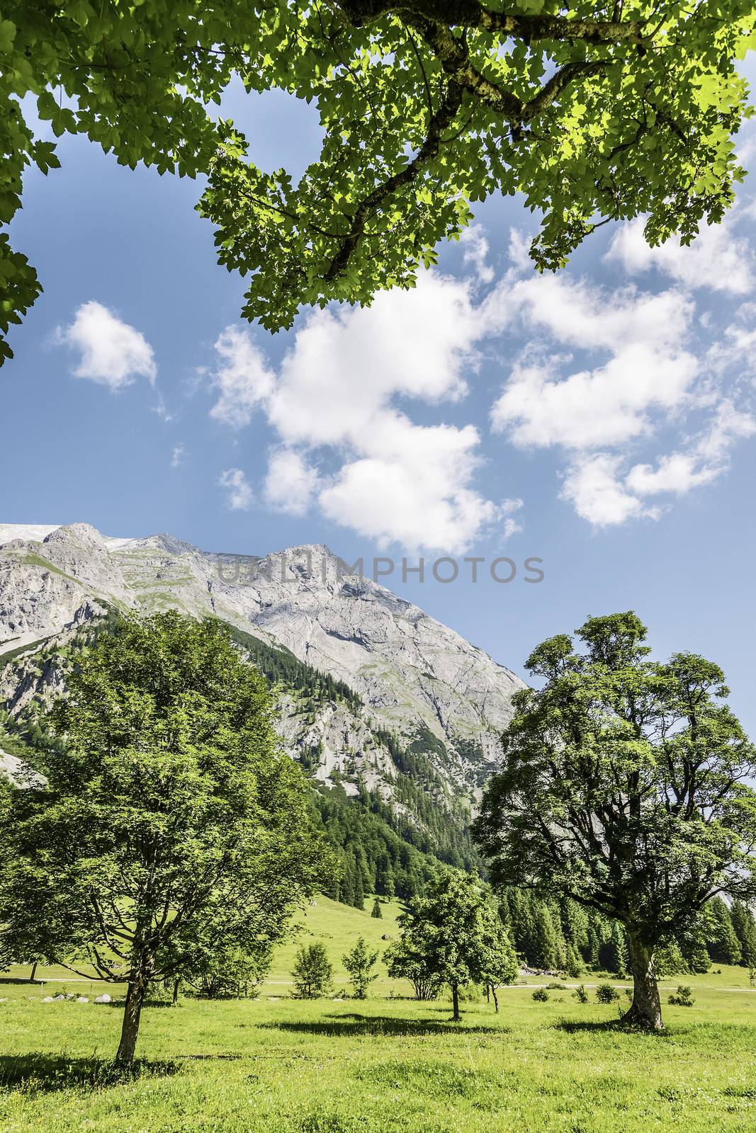 Trees and sunlight on a green meadow in the Alps of Austria in an area called Hinterriss, Eng