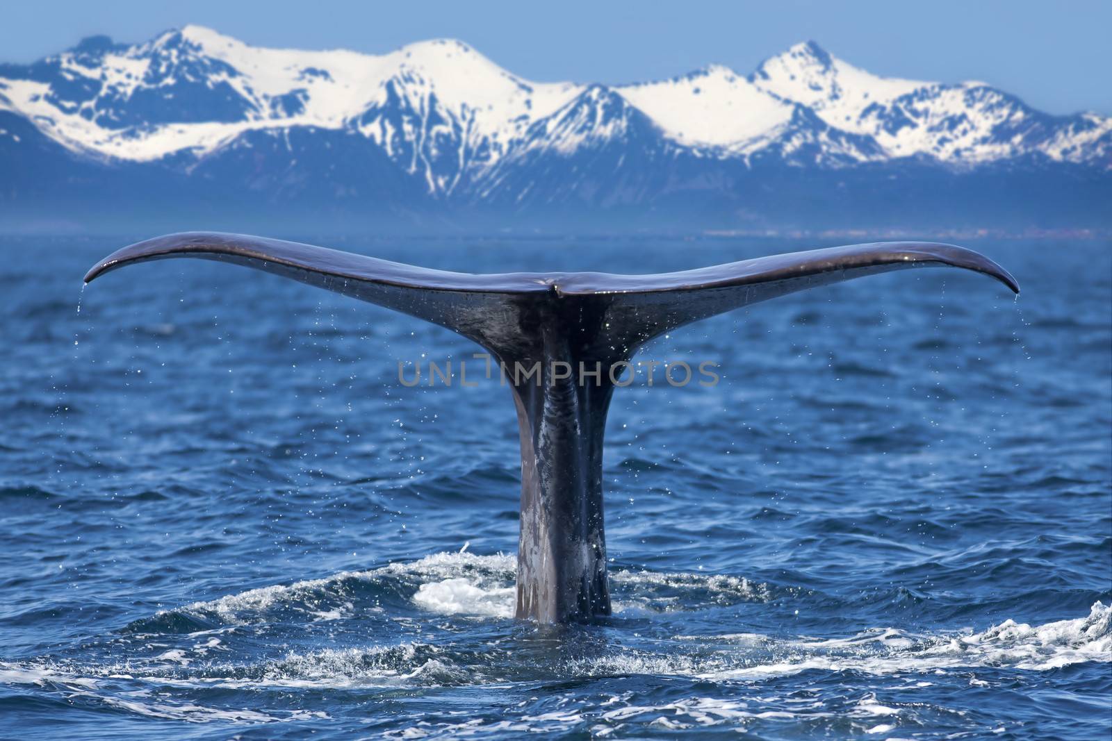 The tail of a Sperm Whale diving