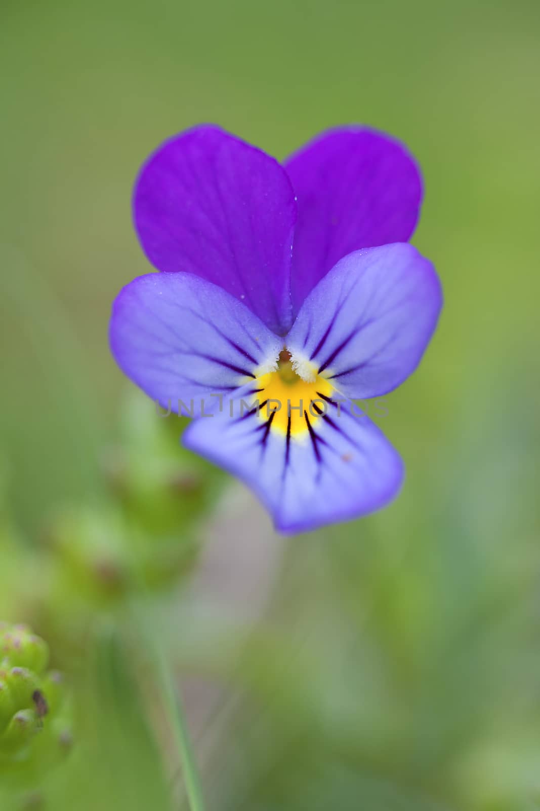 Macro picture of a Viola plant - shallow DOF
