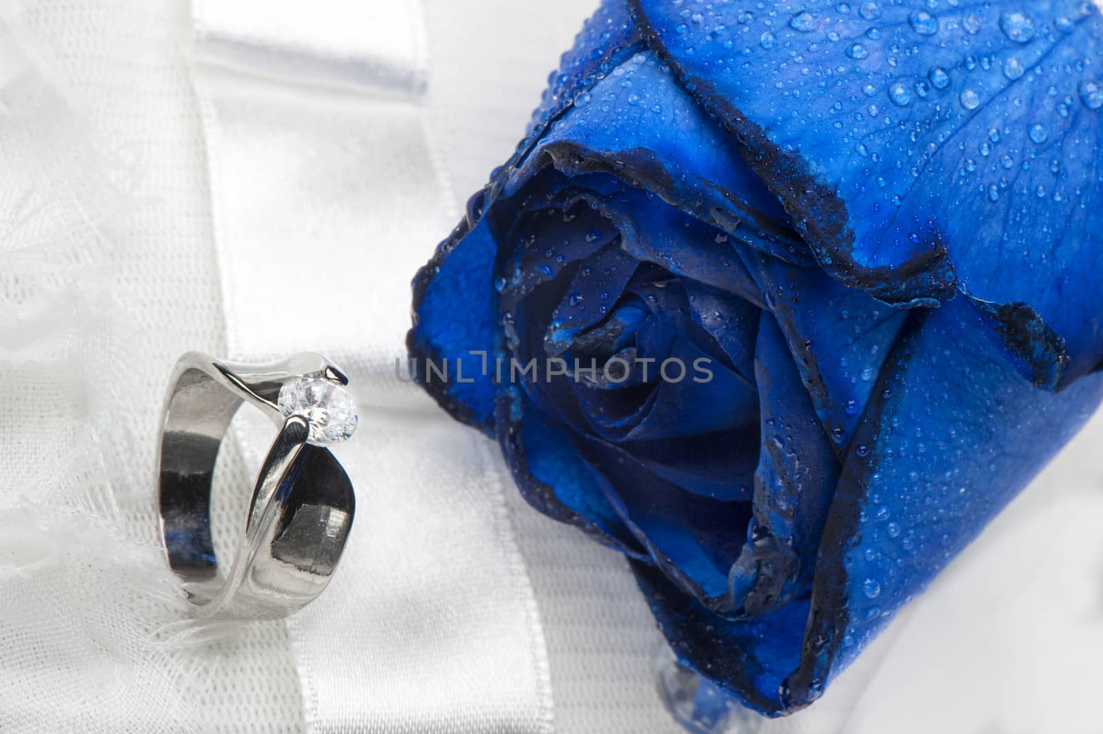 roses and wedding rings on white background