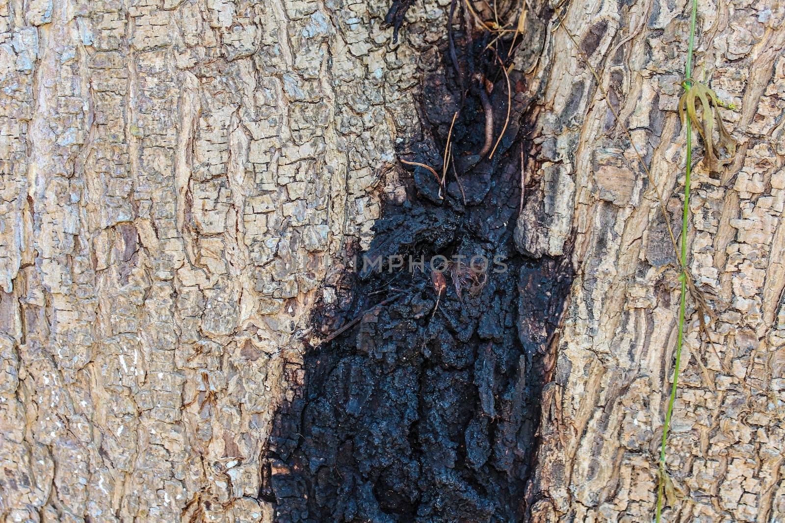 Wood Texture by javiercorrea15