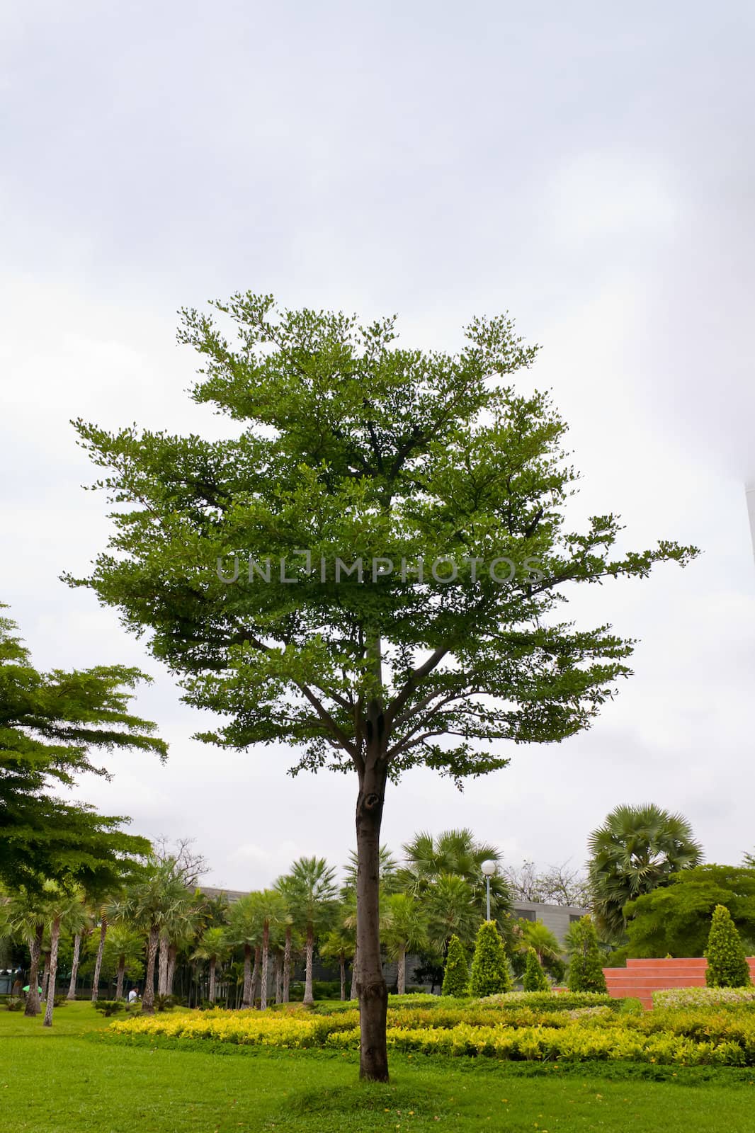 Tropical tree  on  background 