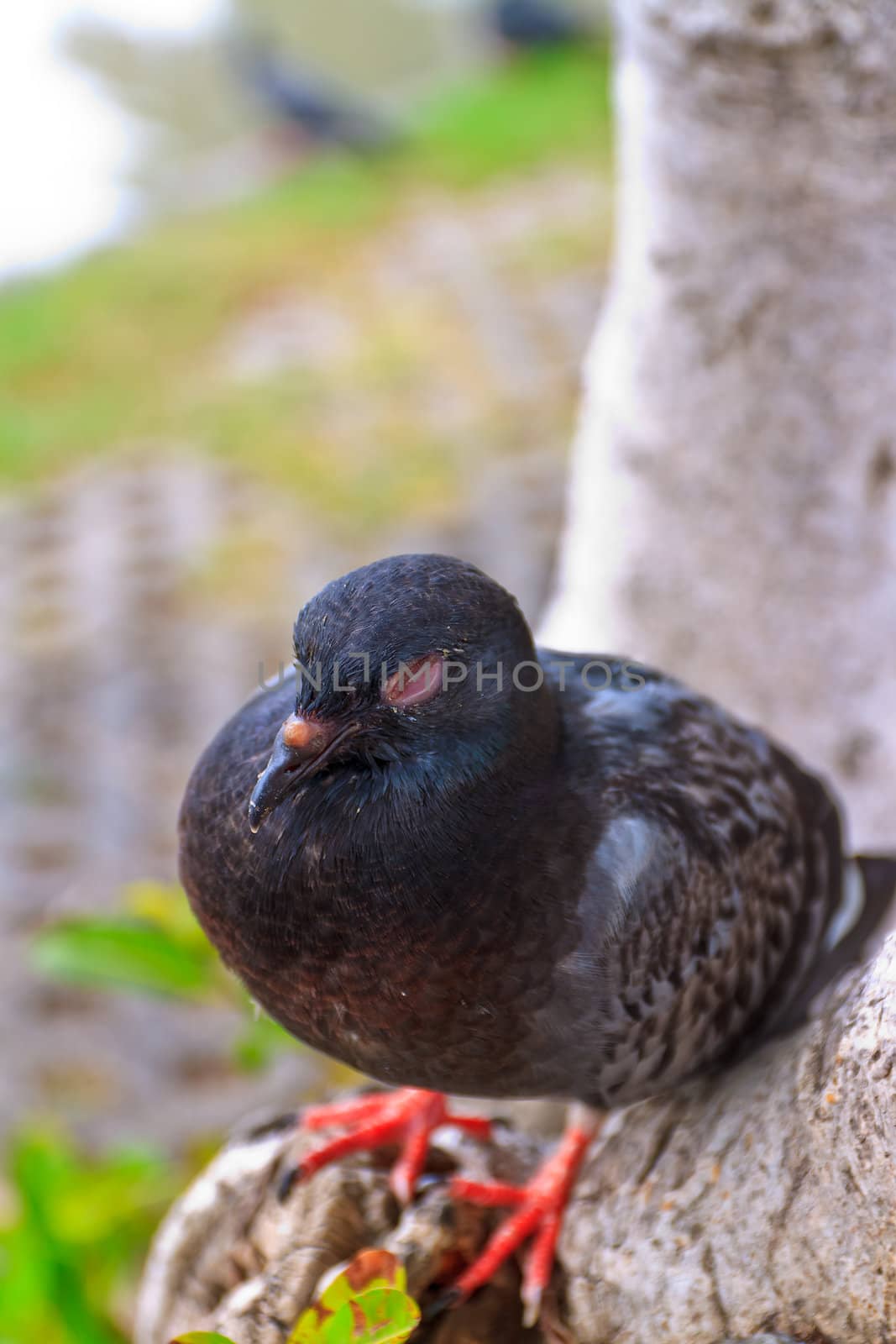 Pigeon 