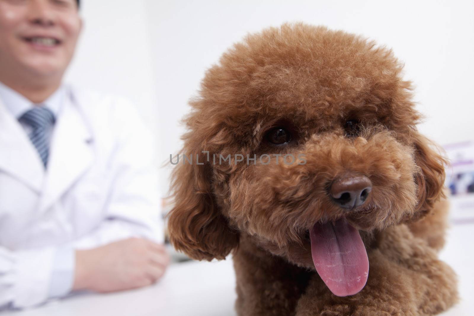 Dog in veterinarian's office