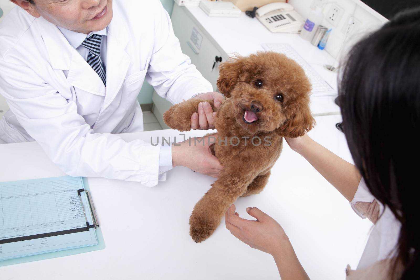 Woman with pet dog in veterinarian's office by XiXinXing