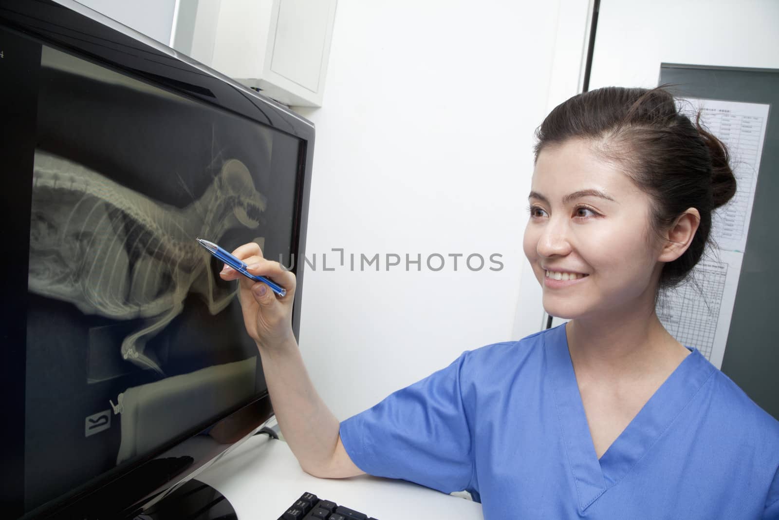 Veterinarian looking at animal's x-ray