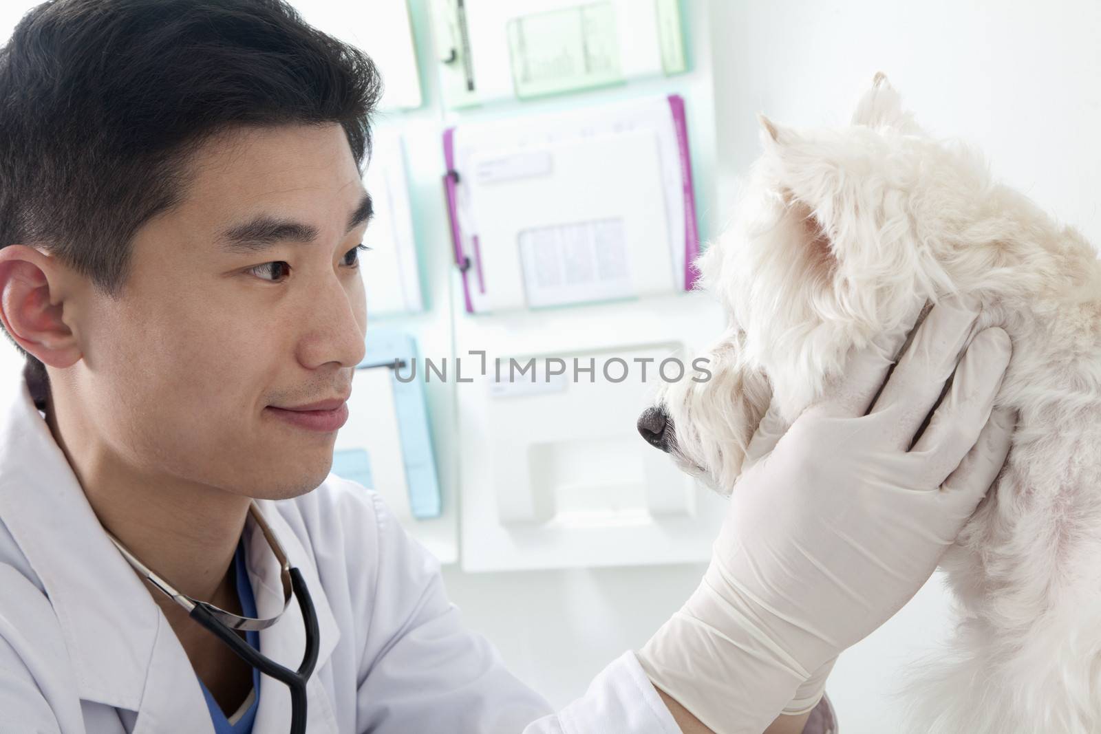 Veterinarian looking at dog in office by XiXinXing