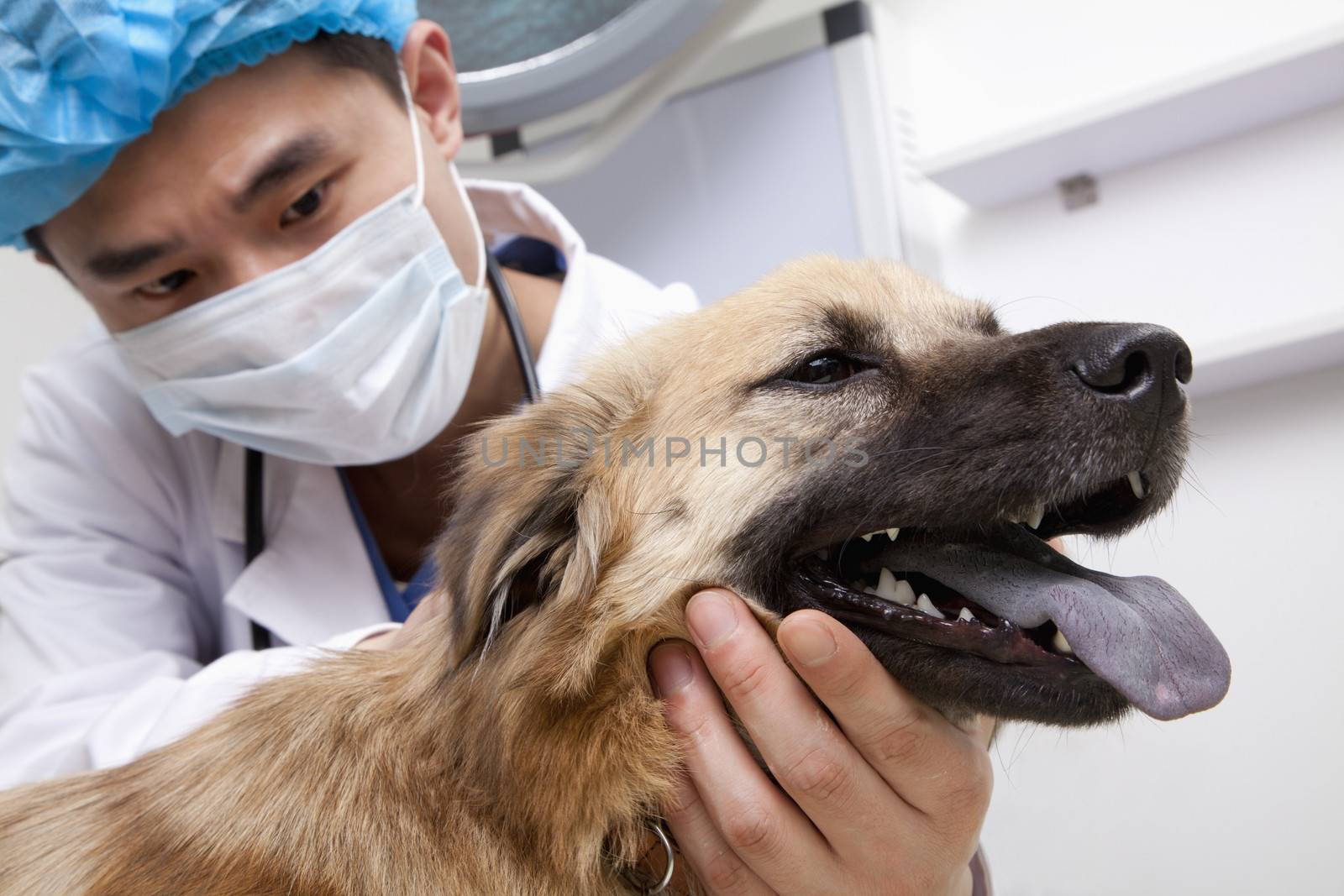 Veterinarian with dog in examination room by XiXinXing
