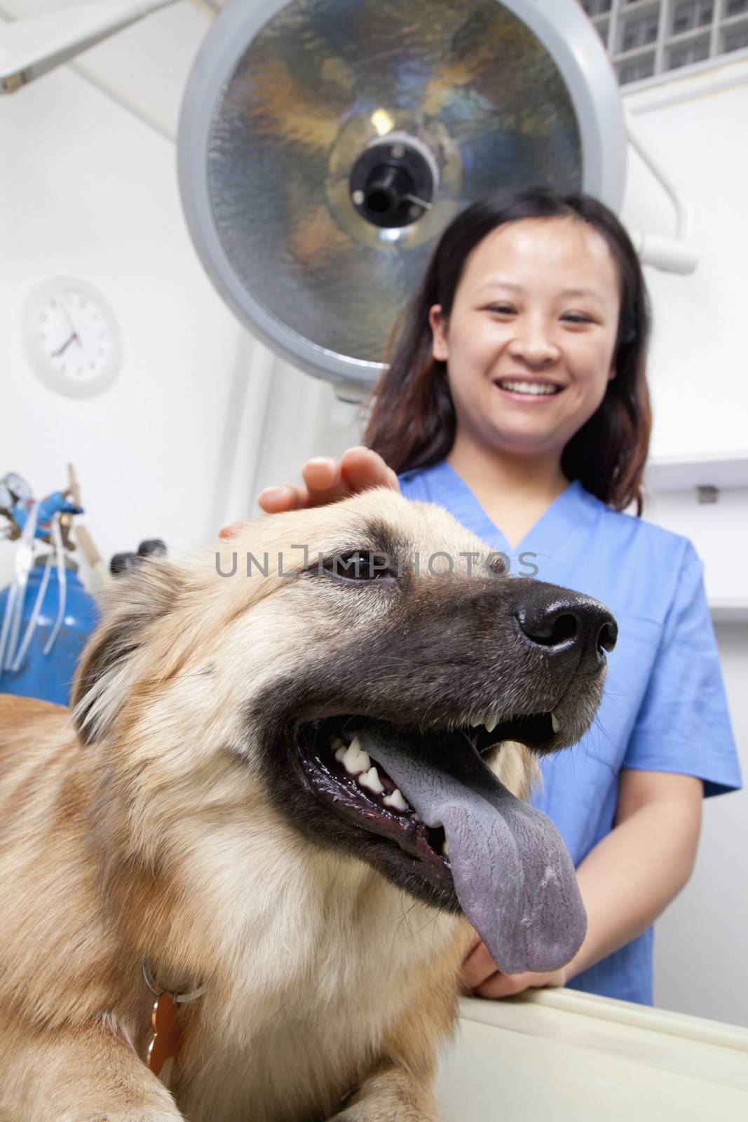 Veterinarian with dog in examination room by XiXinXing