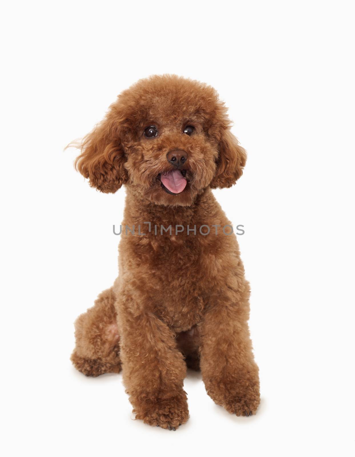 Portrait of Brown poodle, studio shot 