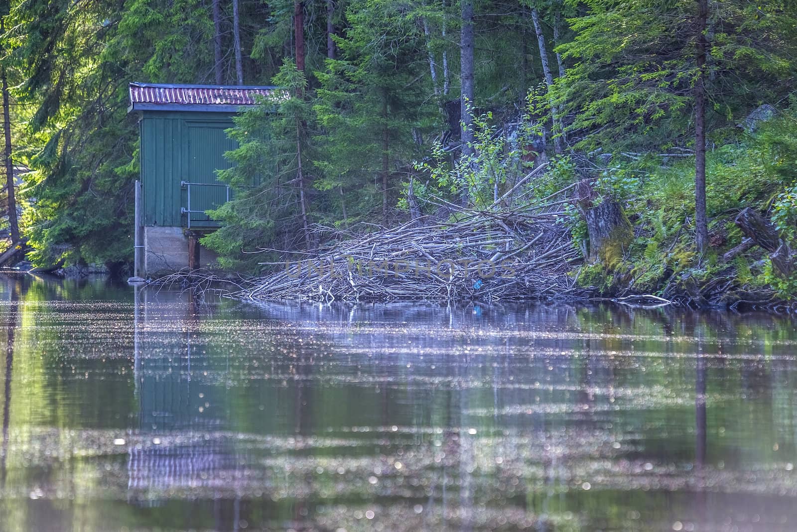 in a river at five sea, beaver hut by steirus