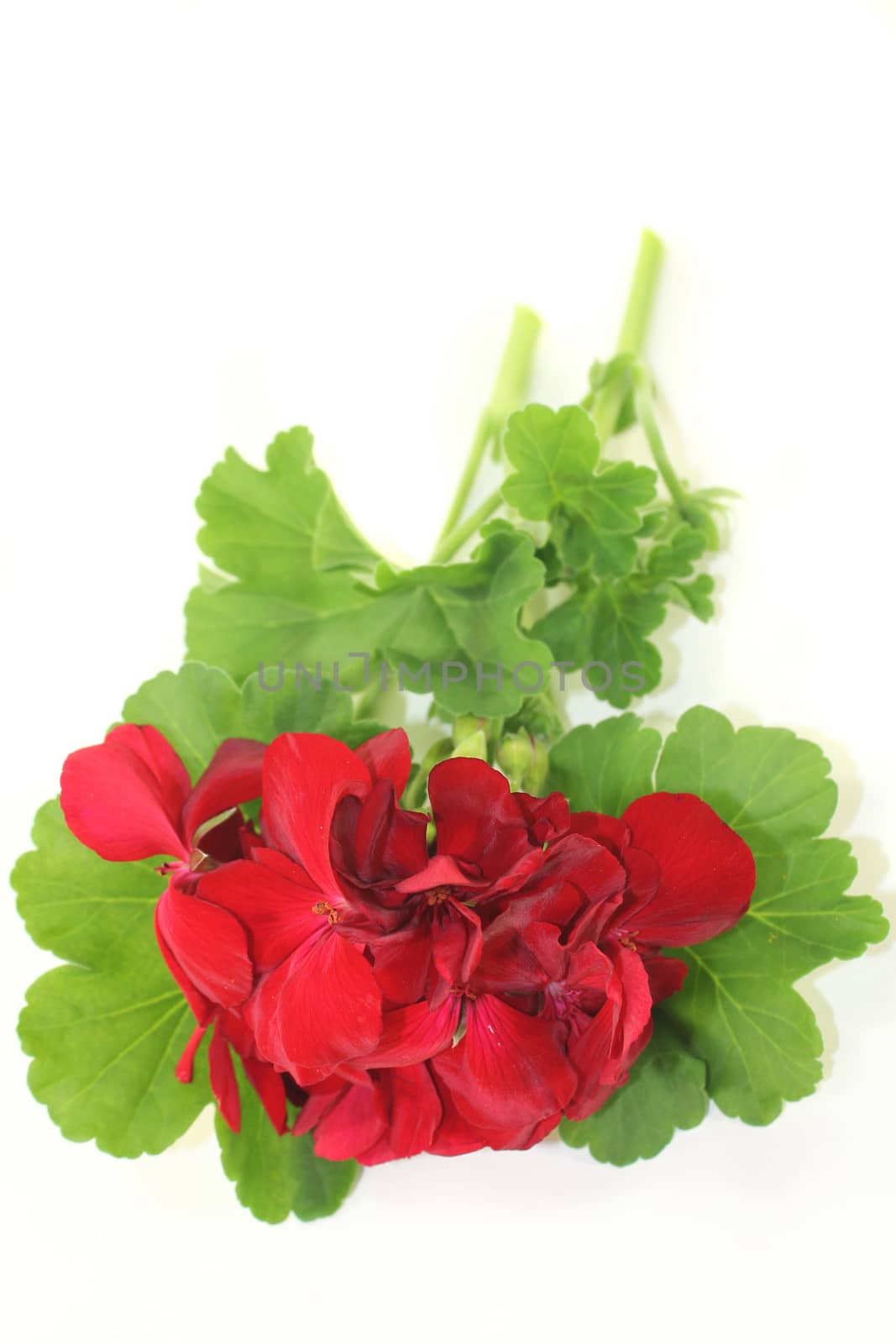 a geranium flower and leaves against a white background