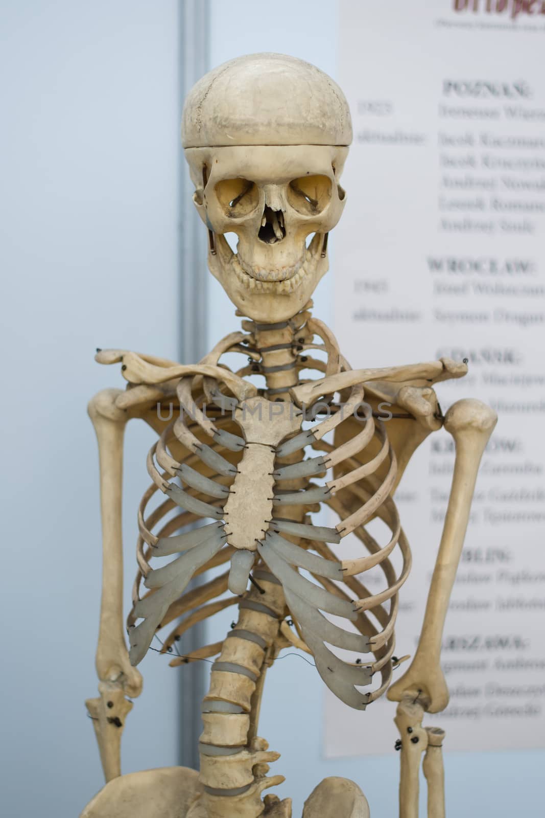artificial human skeleton
