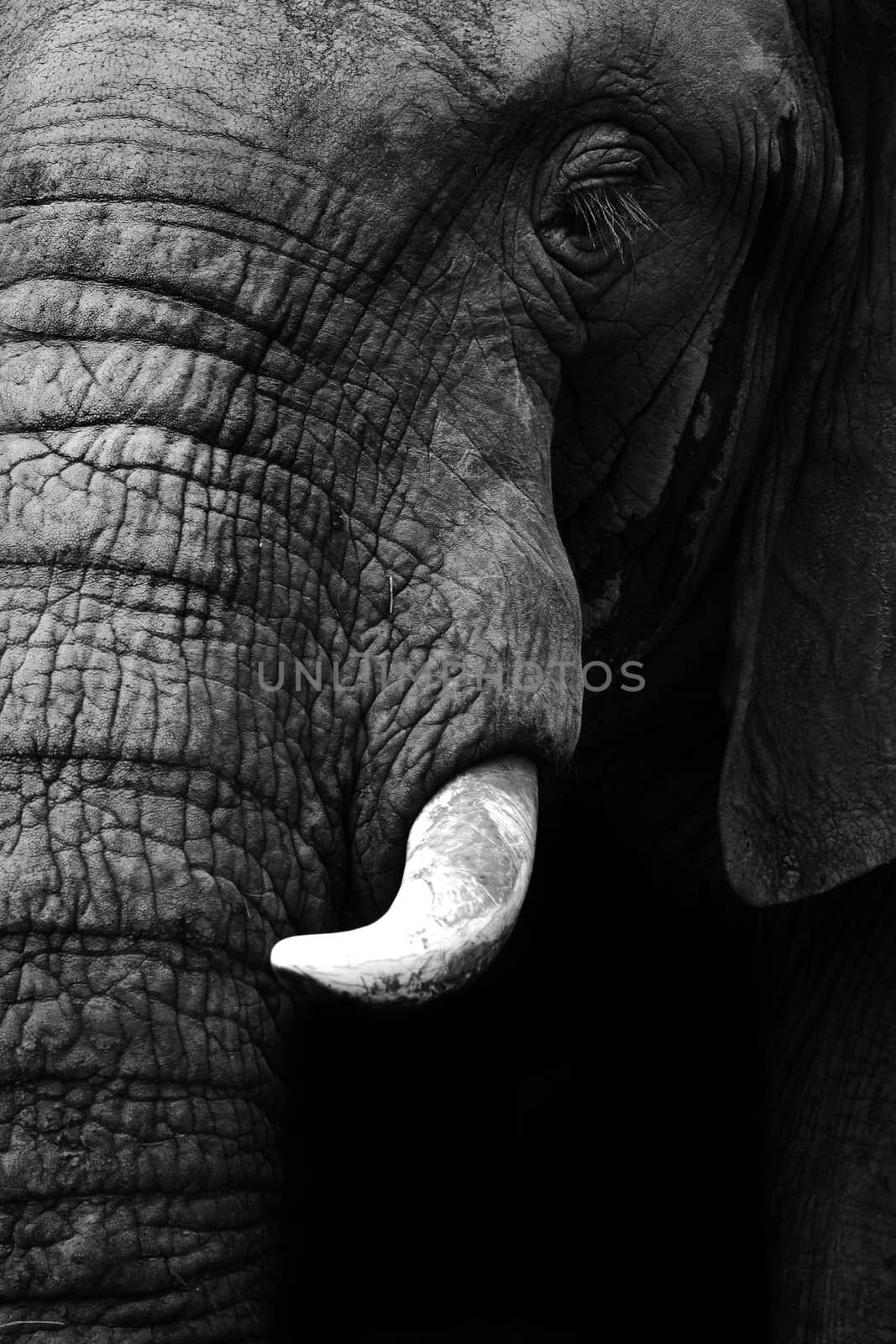 Artistic close up of an African elephant in black and white