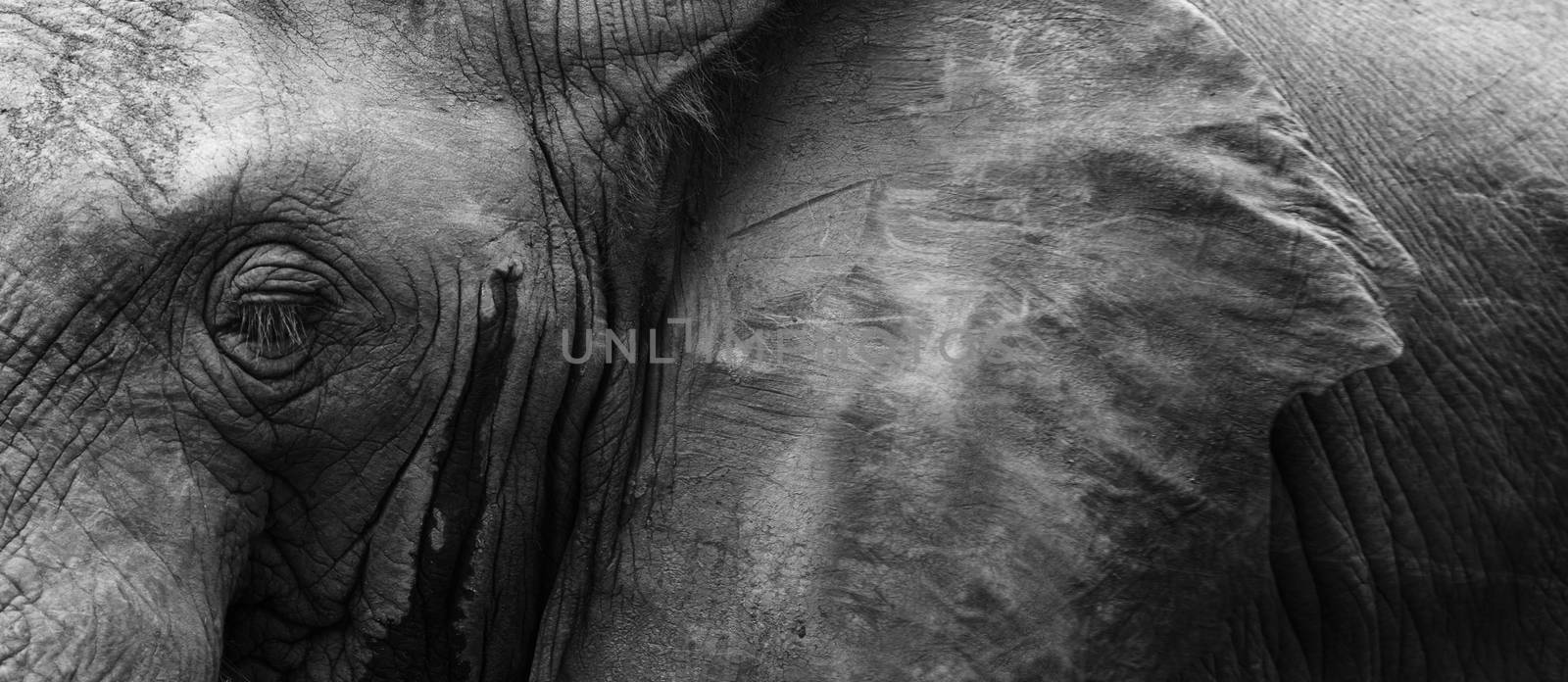 Close up detail of an African elephant eye and ear