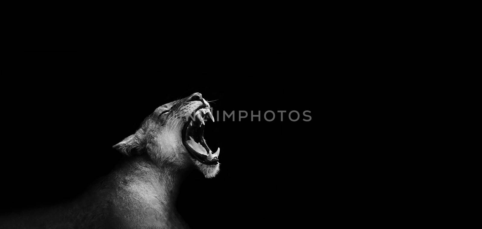 Artistic black and white image of a roarng lion