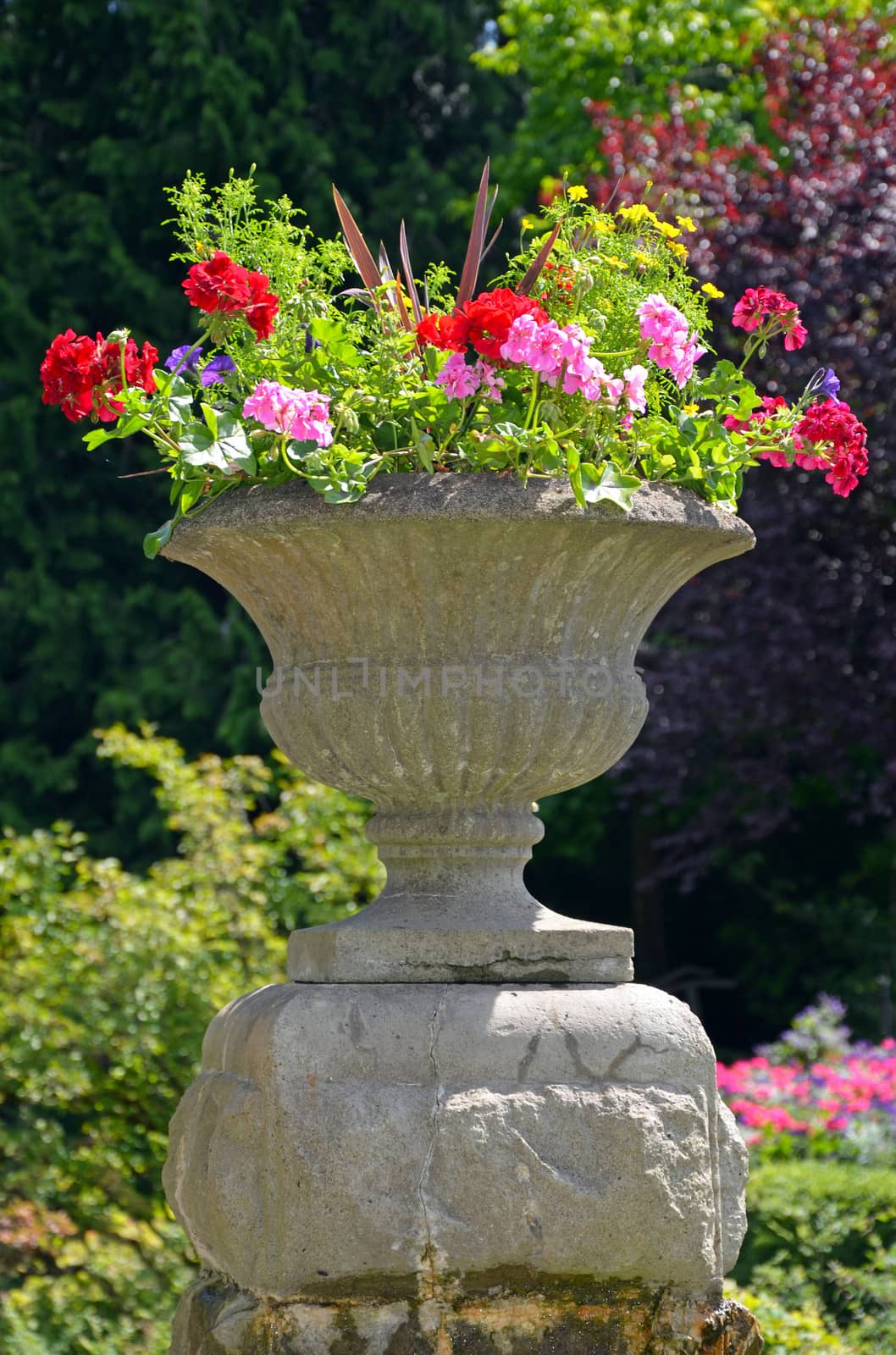Old stone planter with colorful geranium flowers