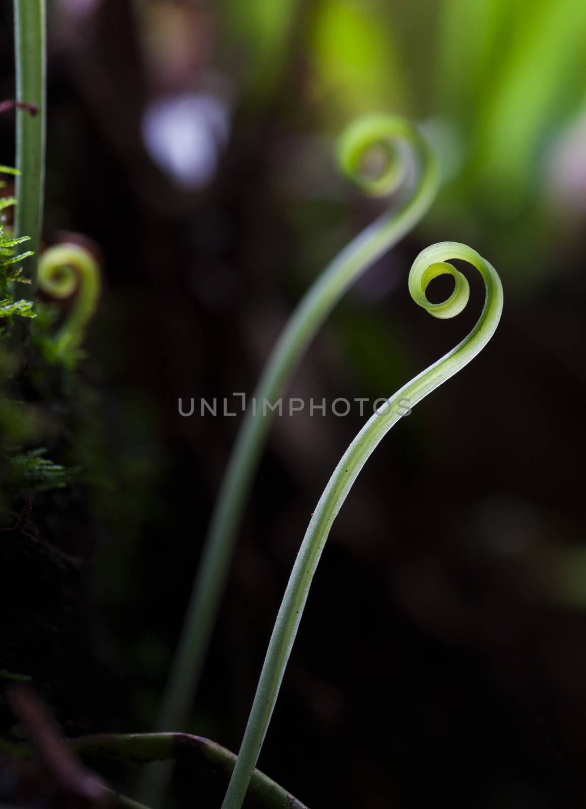 curly twig against green background,details of the nature