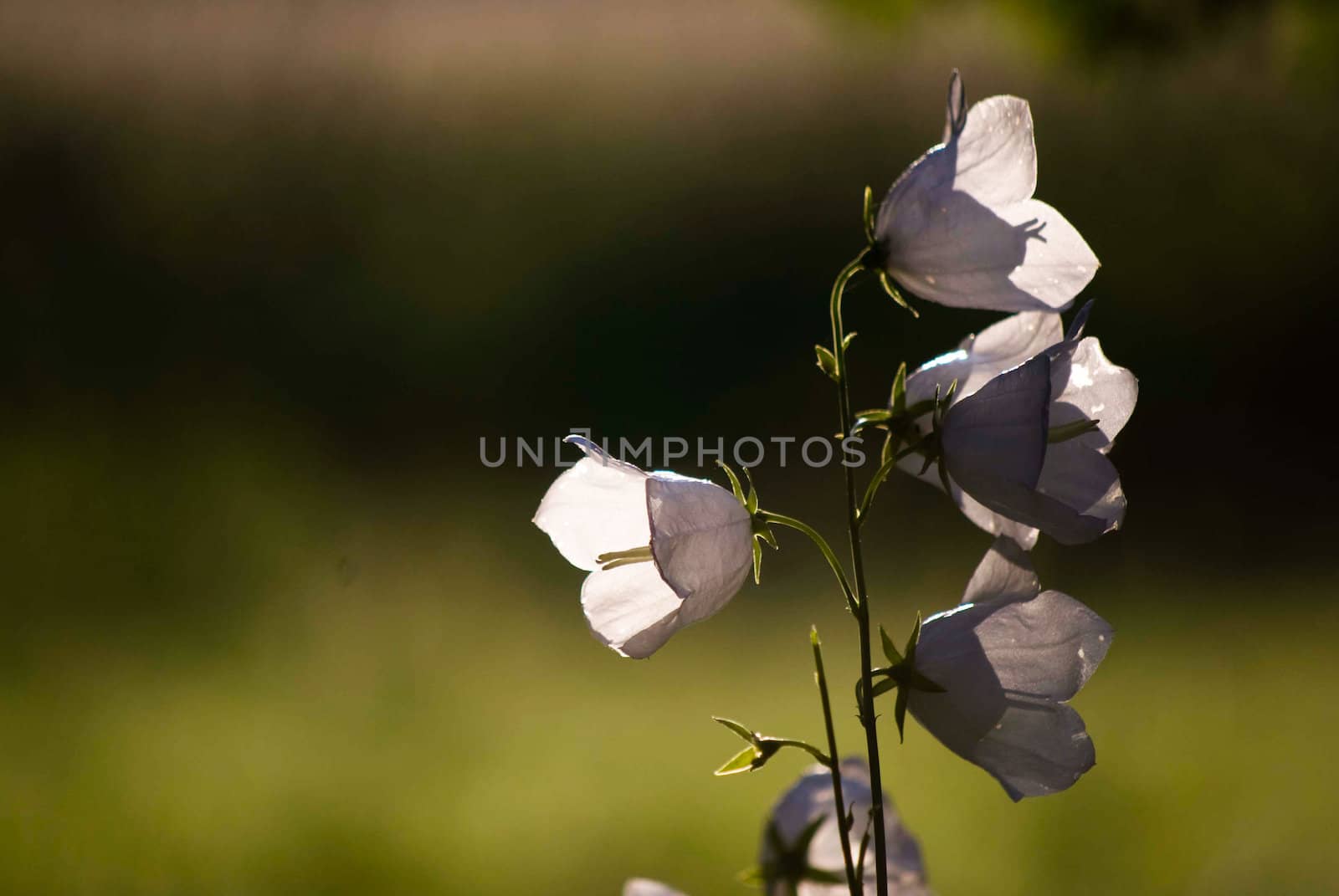 bellflowers
