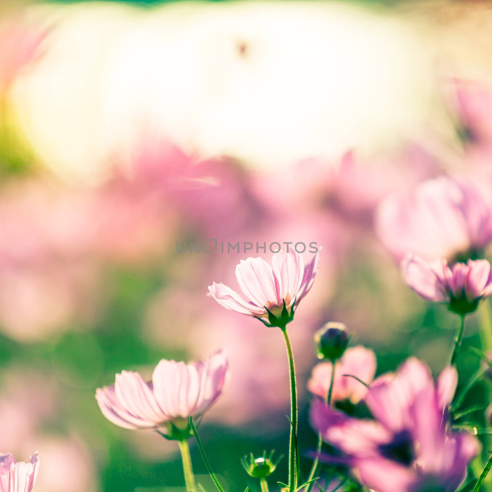 Blossom pink flower in a beautiful day.