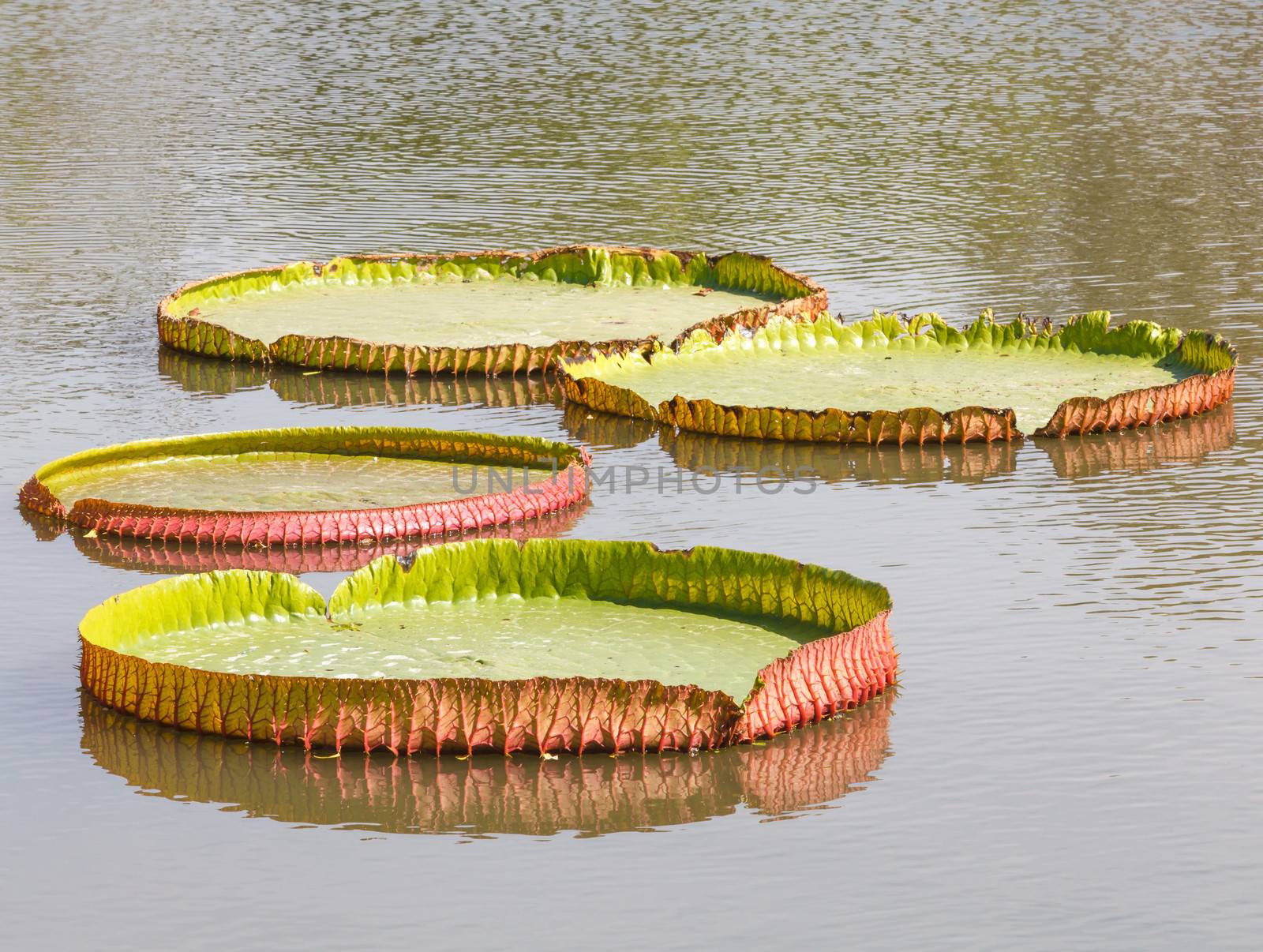 Lotus leaf characteristics and bloom will be larger