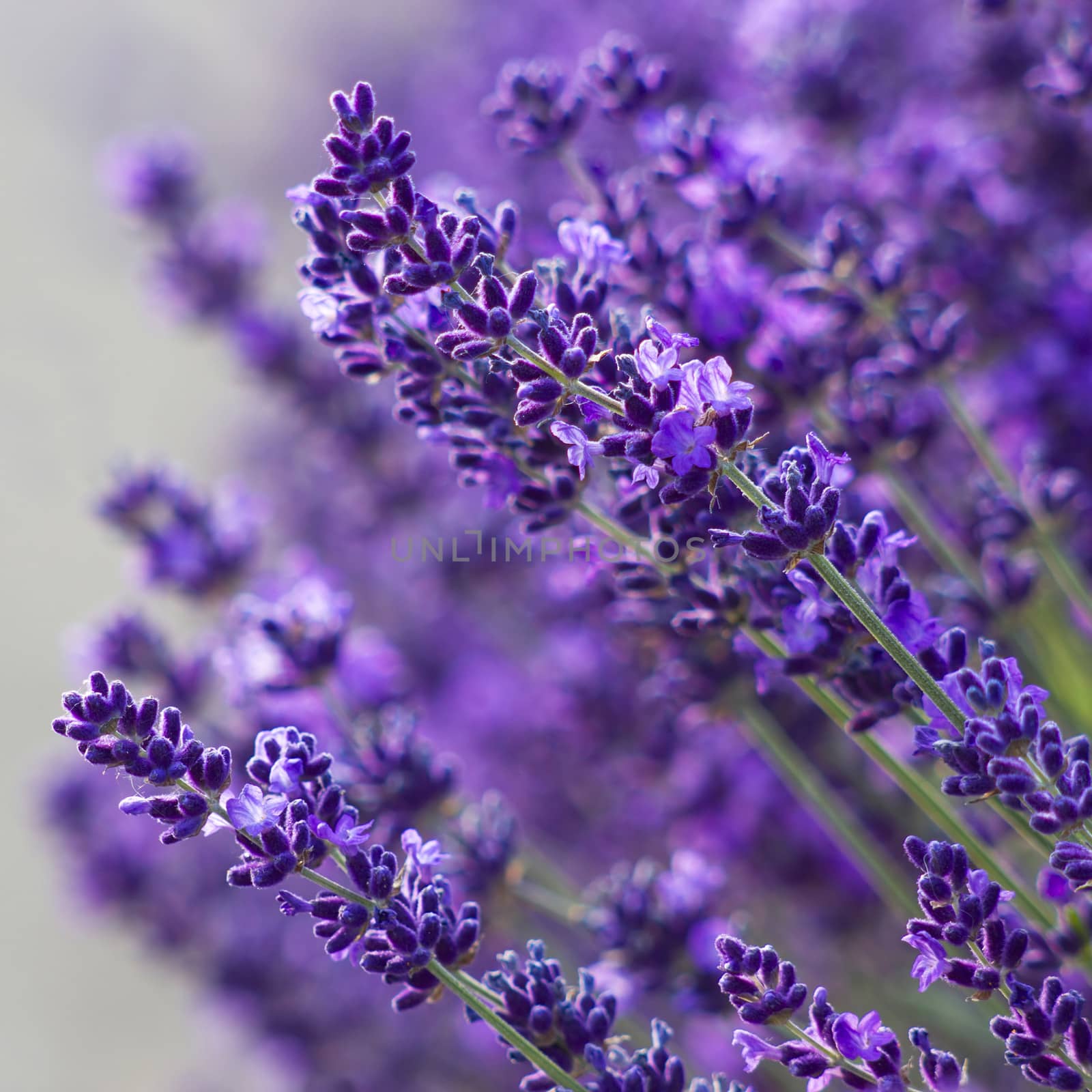 lavender flowers by miradrozdowski