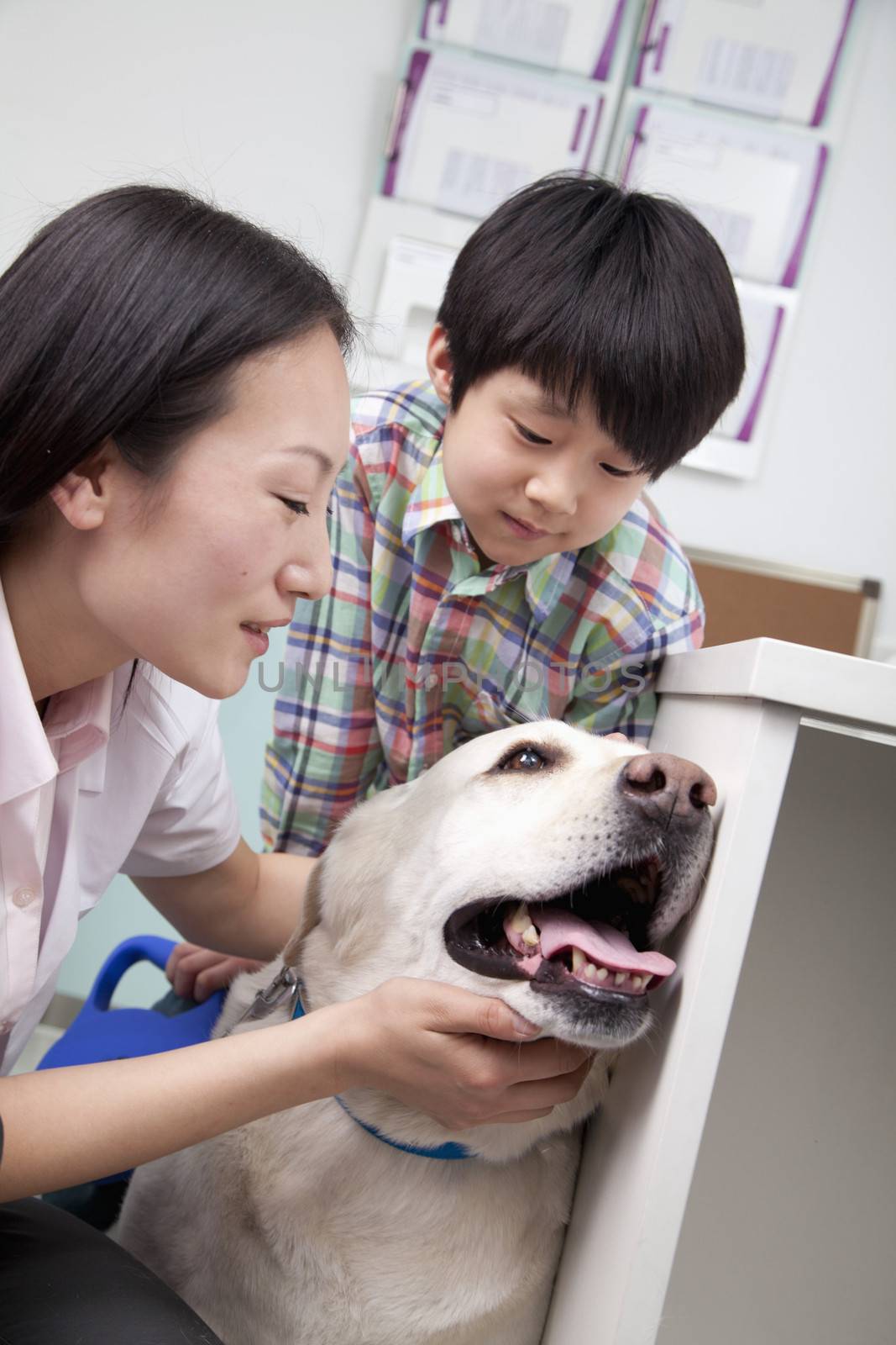 Boy with pet dog in veterinarian's office by XiXinXing