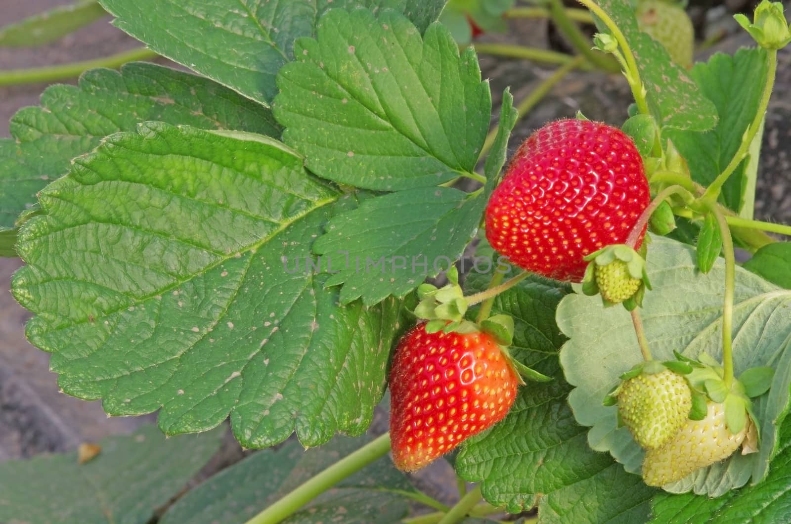 Strawberry plant with green and red fruits