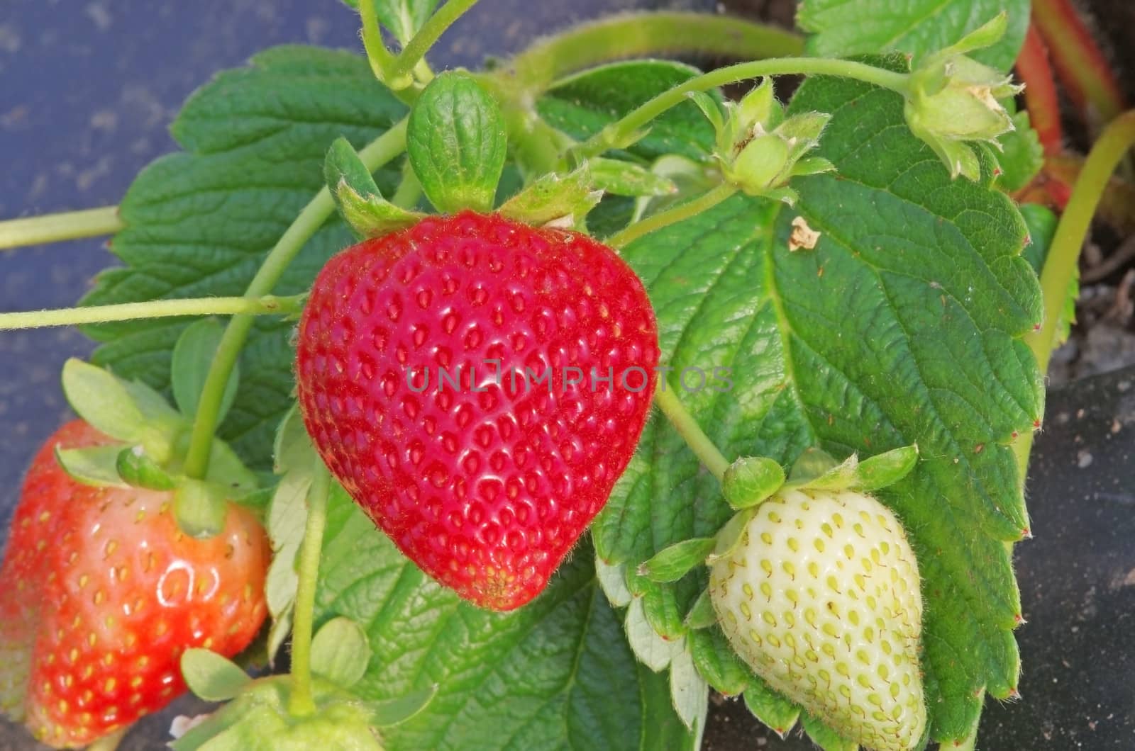 Strawberry plant with fruits in greenhouse
