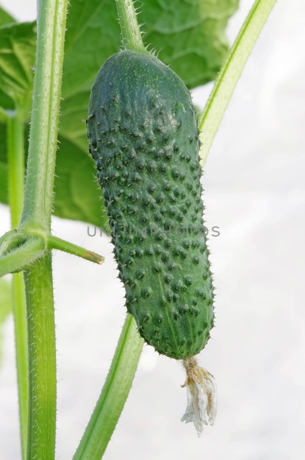 Small cucumber with plant over white