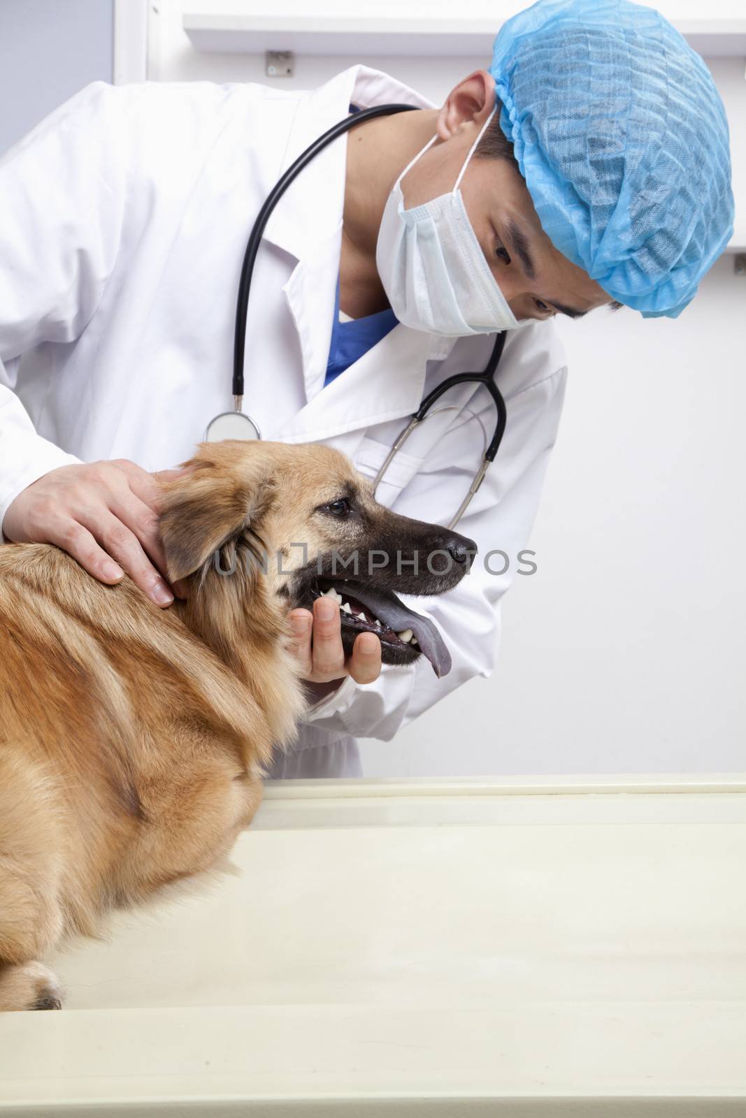 Veterinarian with dog in examination room by XiXinXing