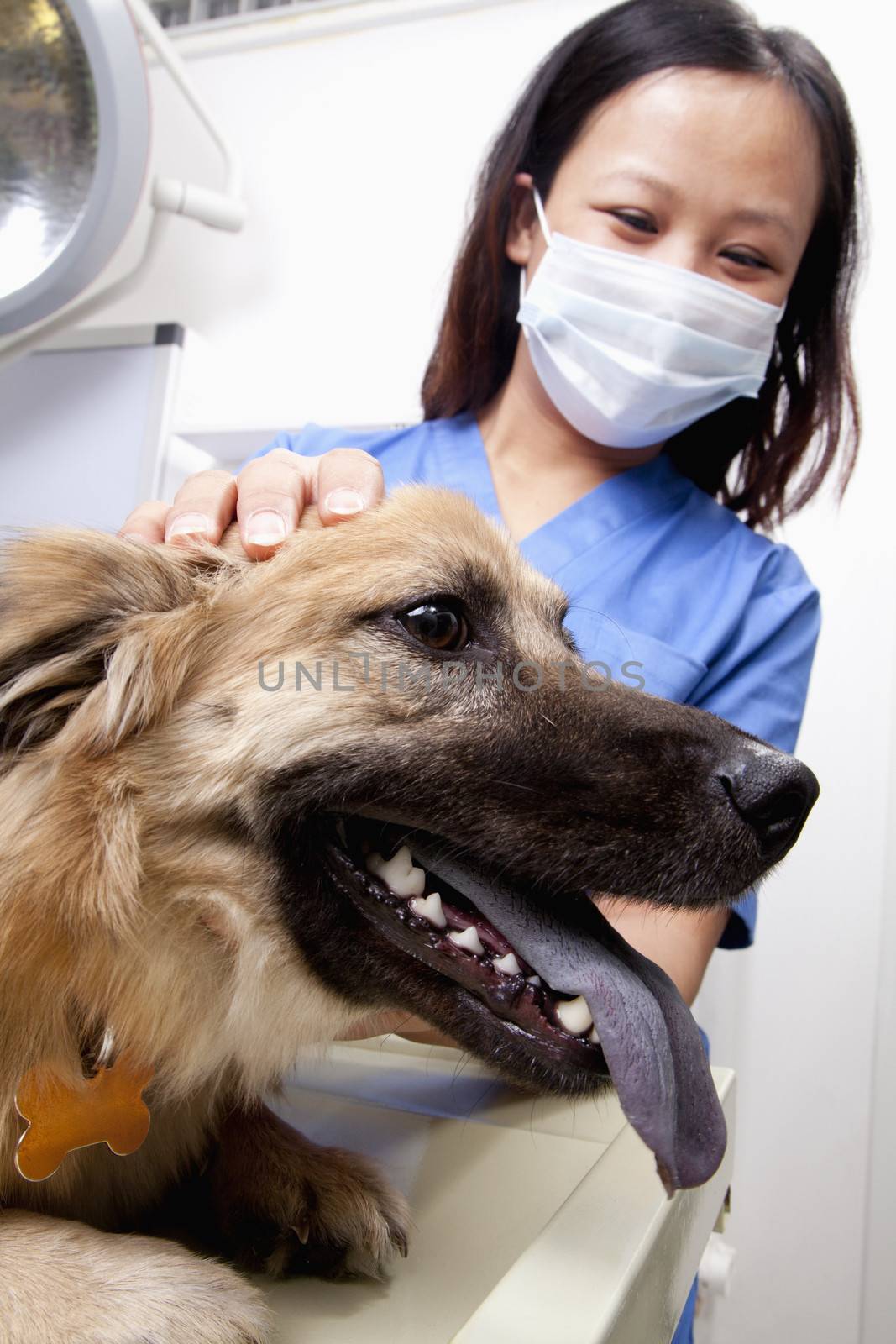 Veterinarian with dog in examination room by XiXinXing