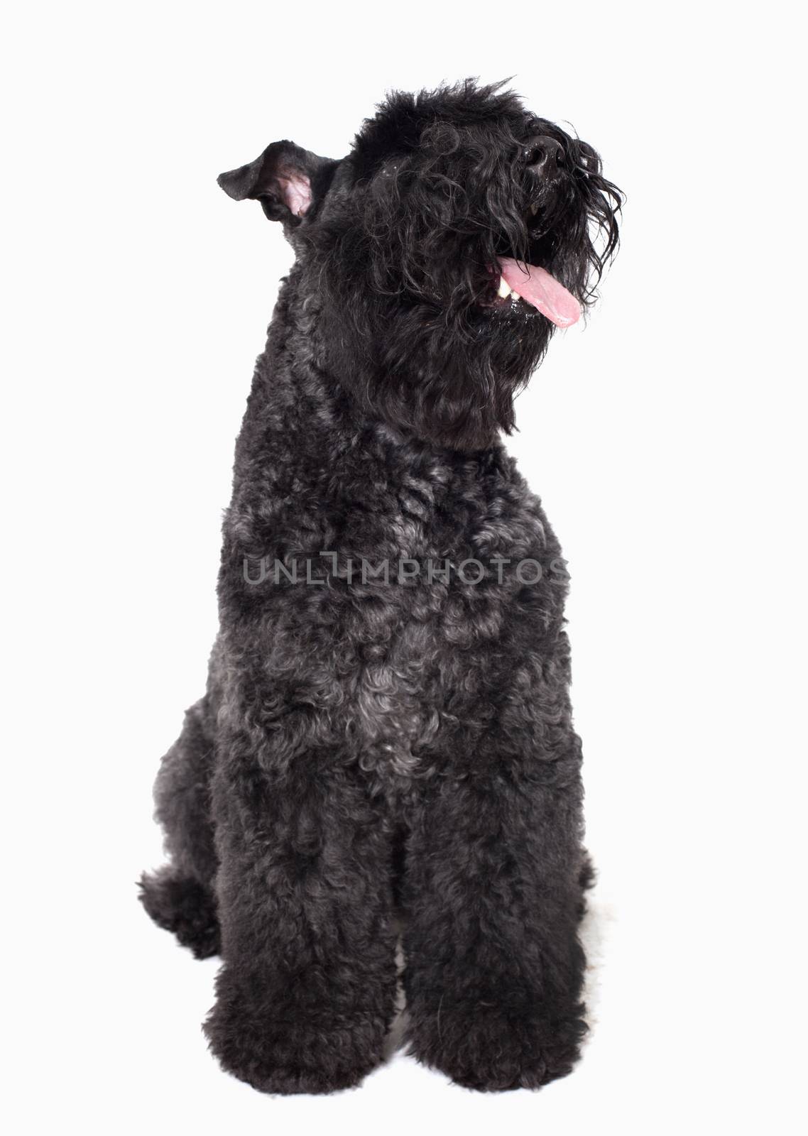 Portrait of black dog, studio shot  by XiXinXing
