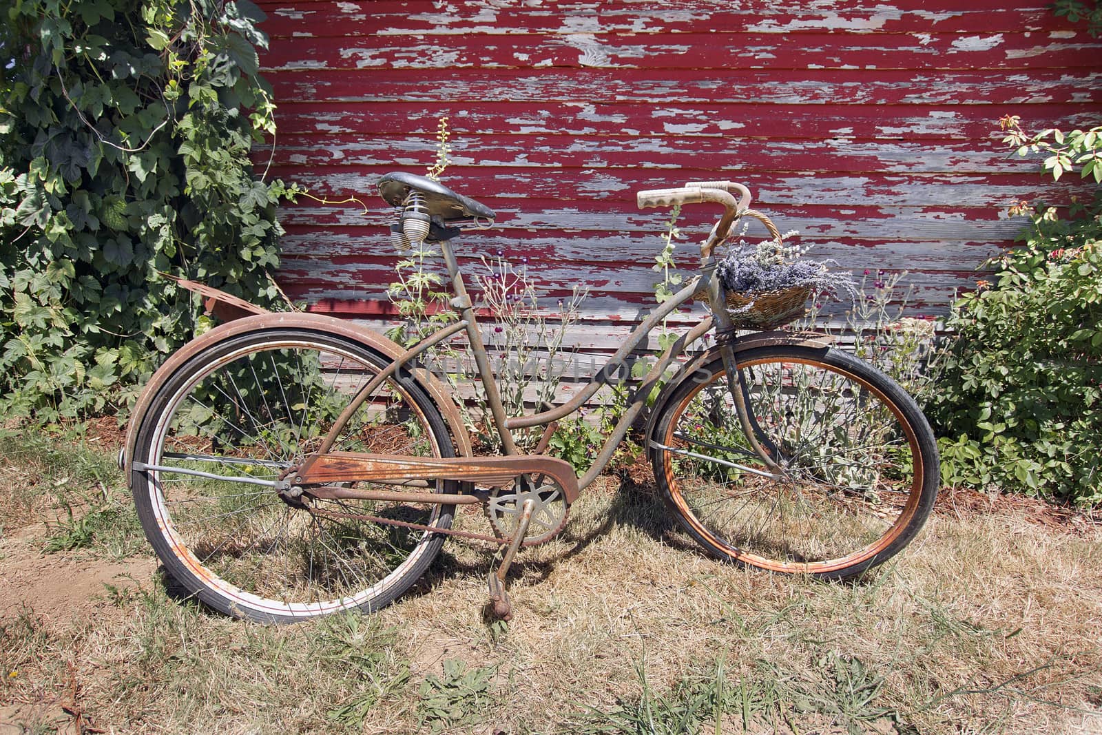 Old Rusty Bicycle Display with Basket of Lavender Flowers Against Grunge Red Peeling Paint Barn Siding