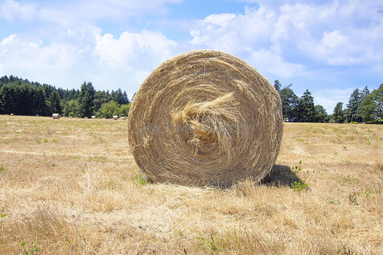 Round Bales of Hay in Grass Field for Livestock Closeup