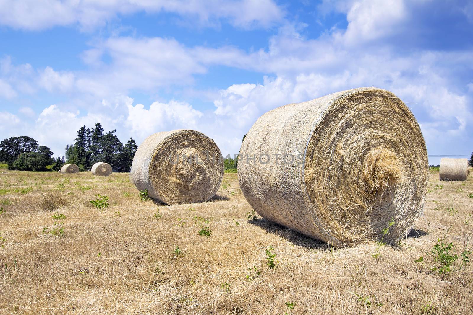 Round Bales of Hay in Grass Field for Livestock