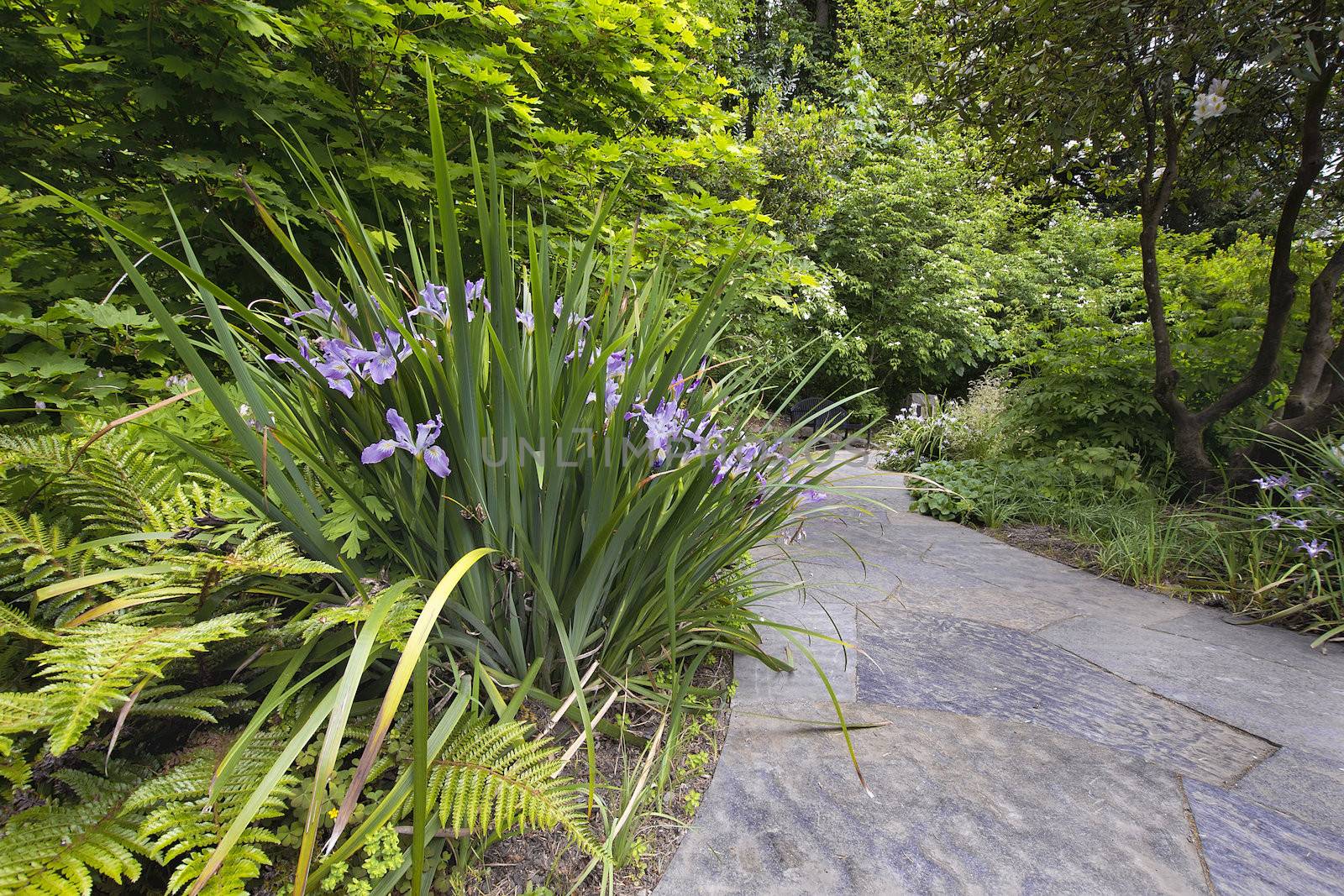 Slate Stone Garden Path with Oregon Irises Blooming in Spring