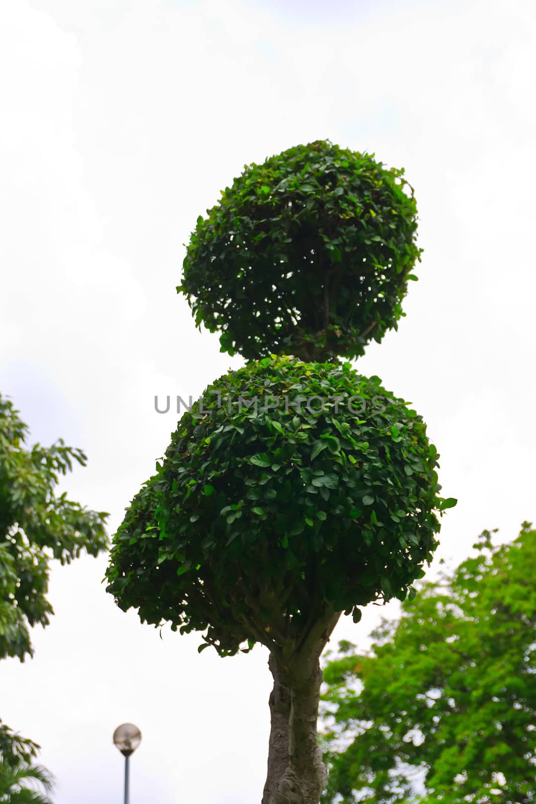 Tropical tree  on  background 