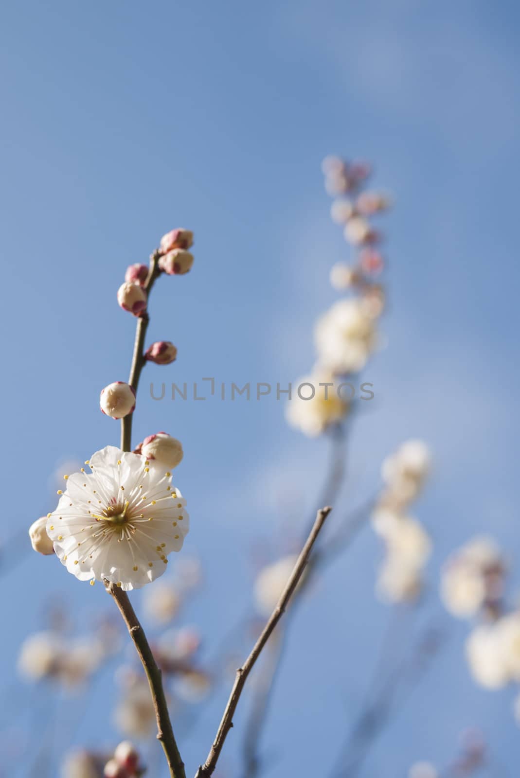 White plum blossom on a spring day