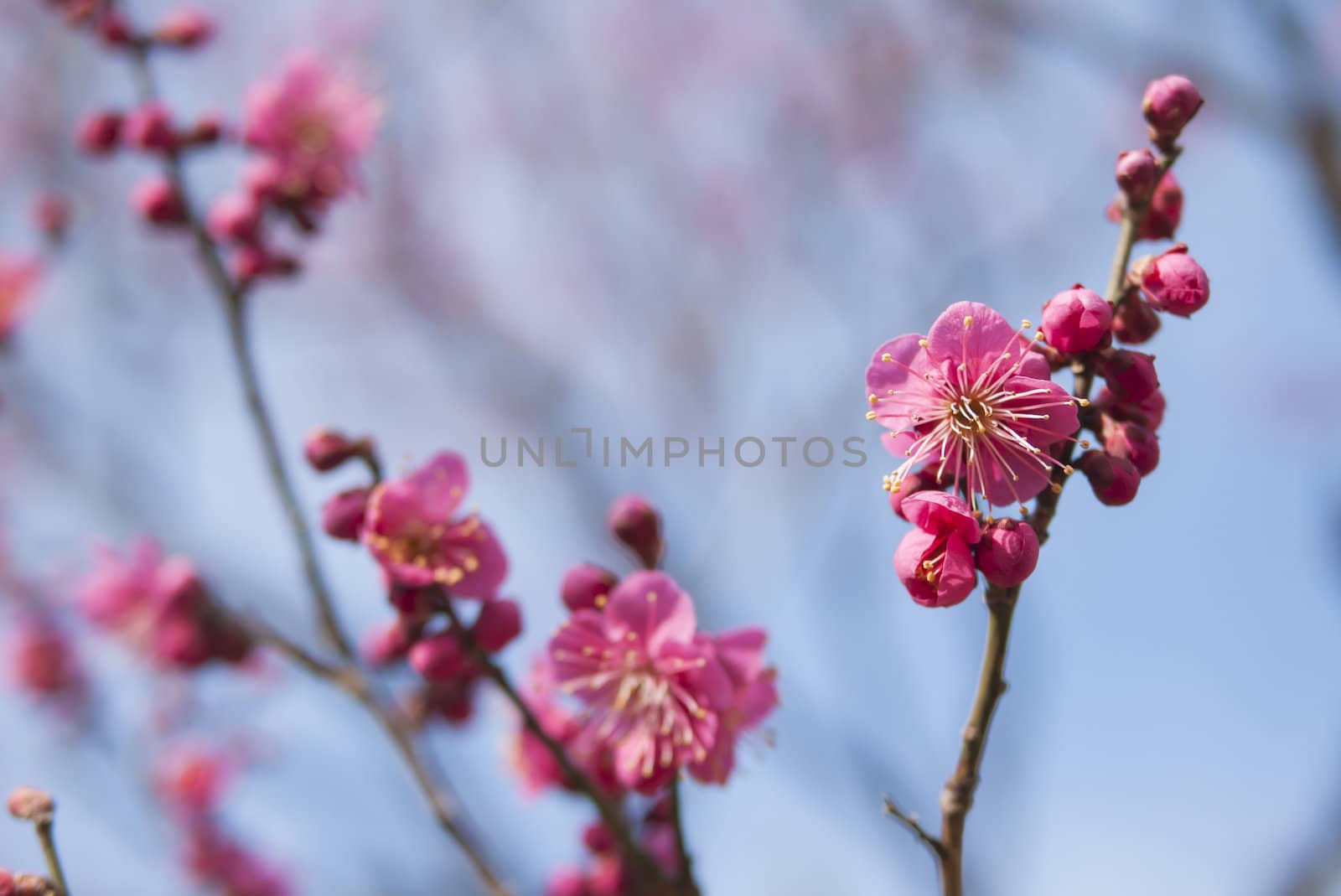 pink plum blossom on a spring day