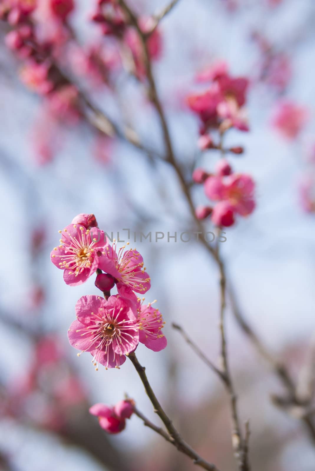 pink plum blossom on a spring day