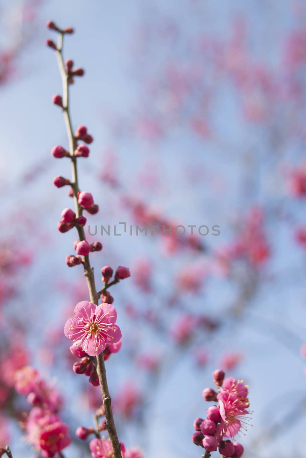 pink plum blossom on a spring day