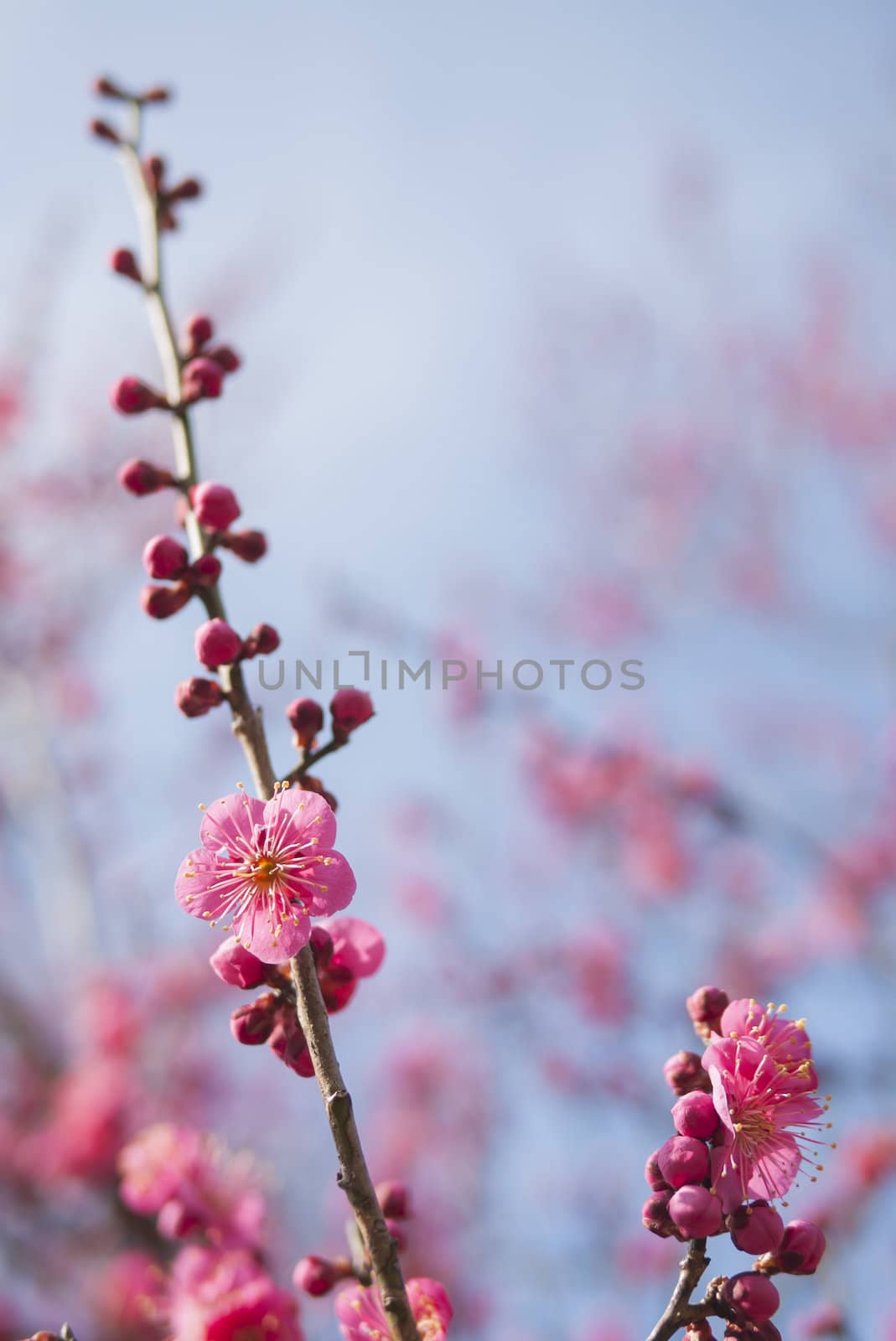 pink plum blossom on a spring day