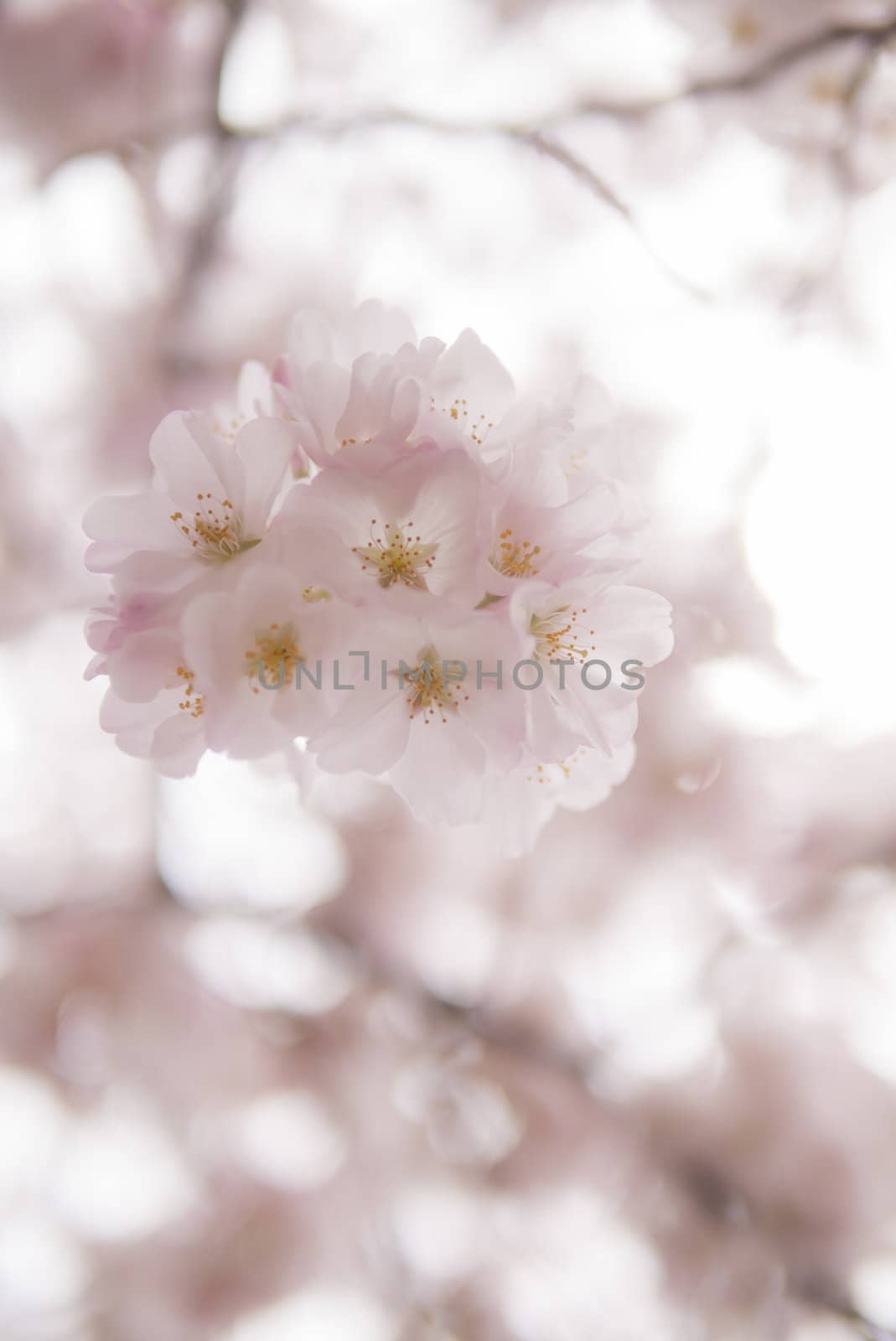 cherry blossom flowers on a spring day